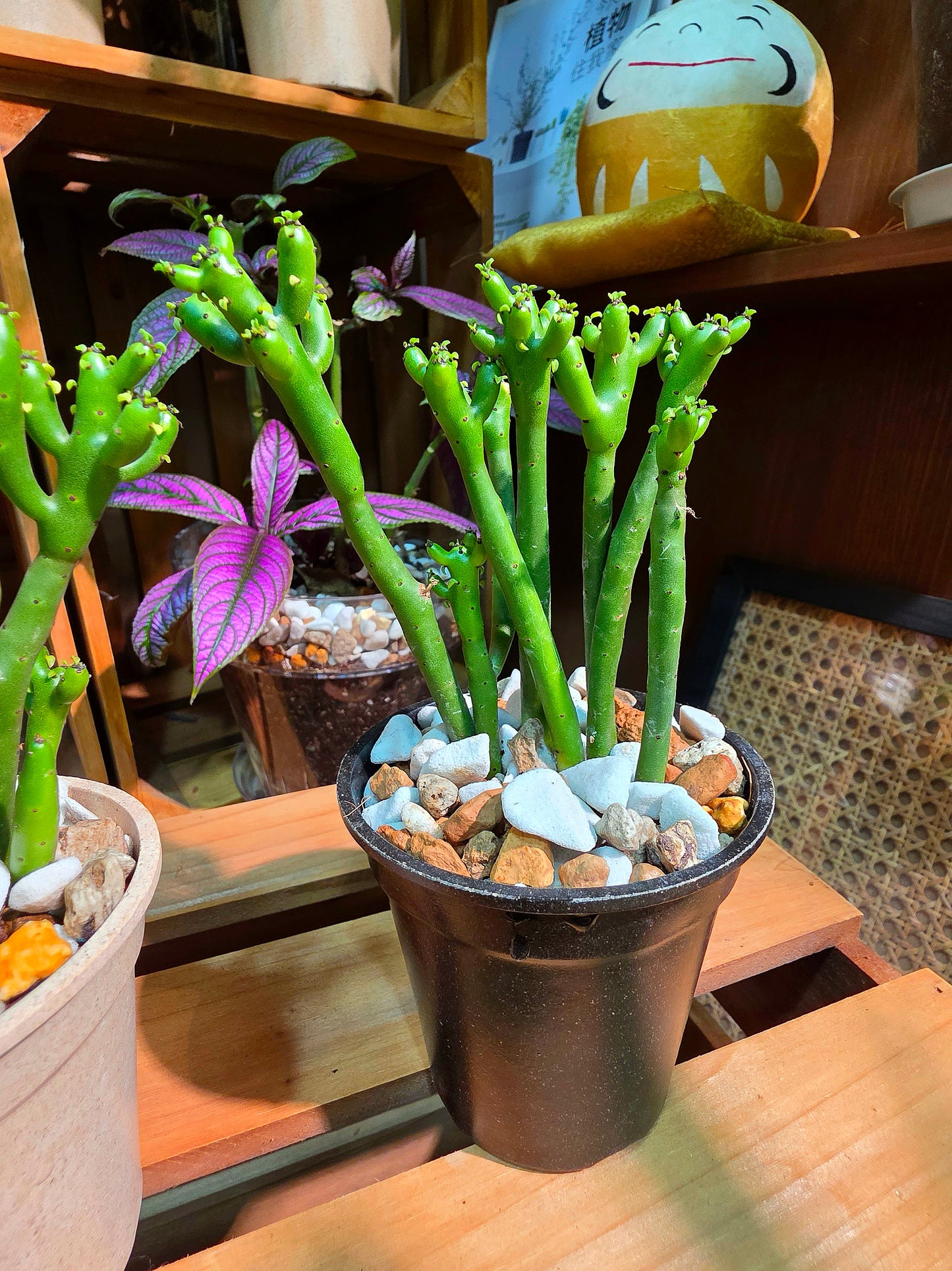 Euphorbia tirucalli 光棍樹