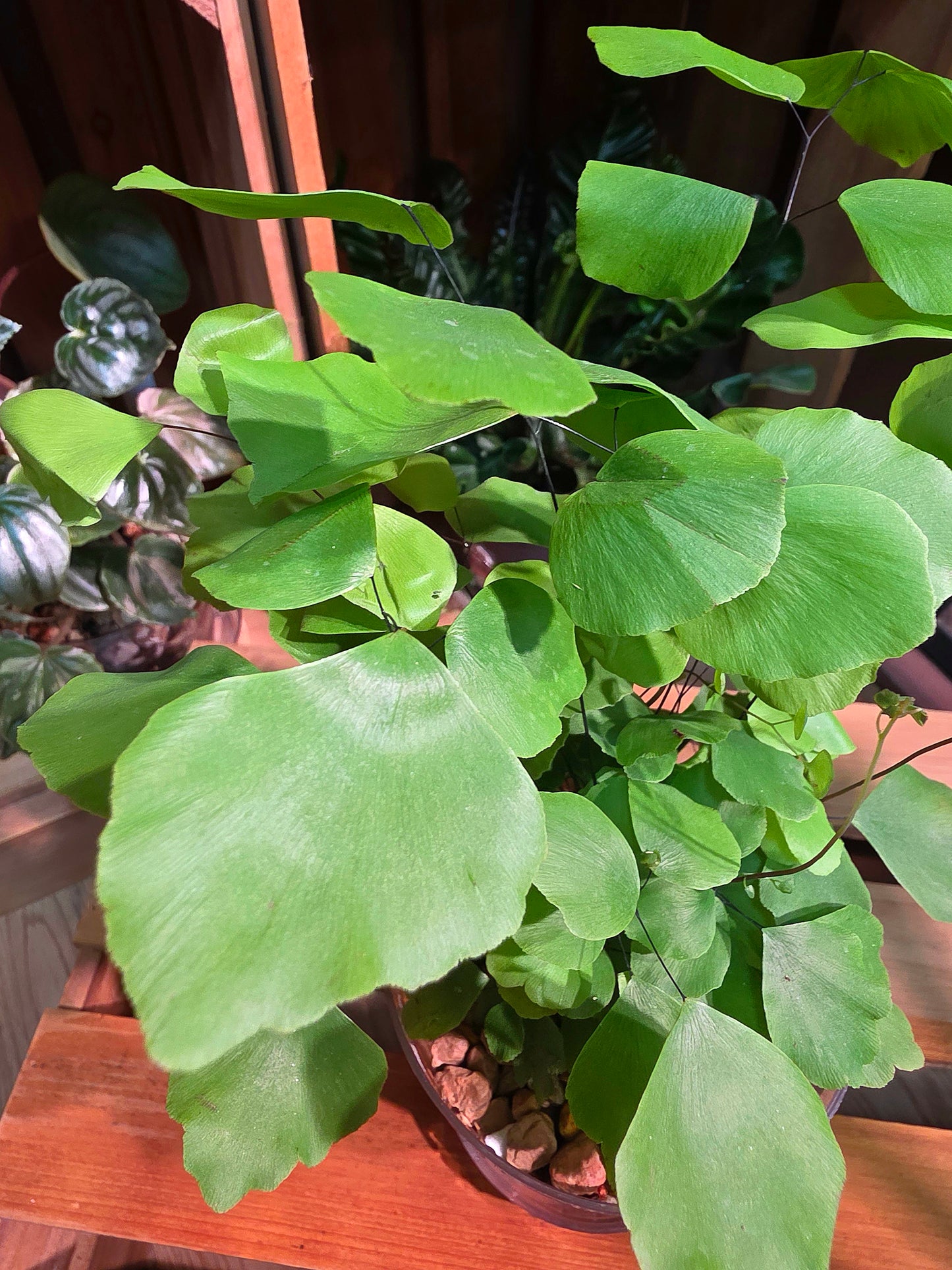 Adiantum peruvianum 銀幣蕨