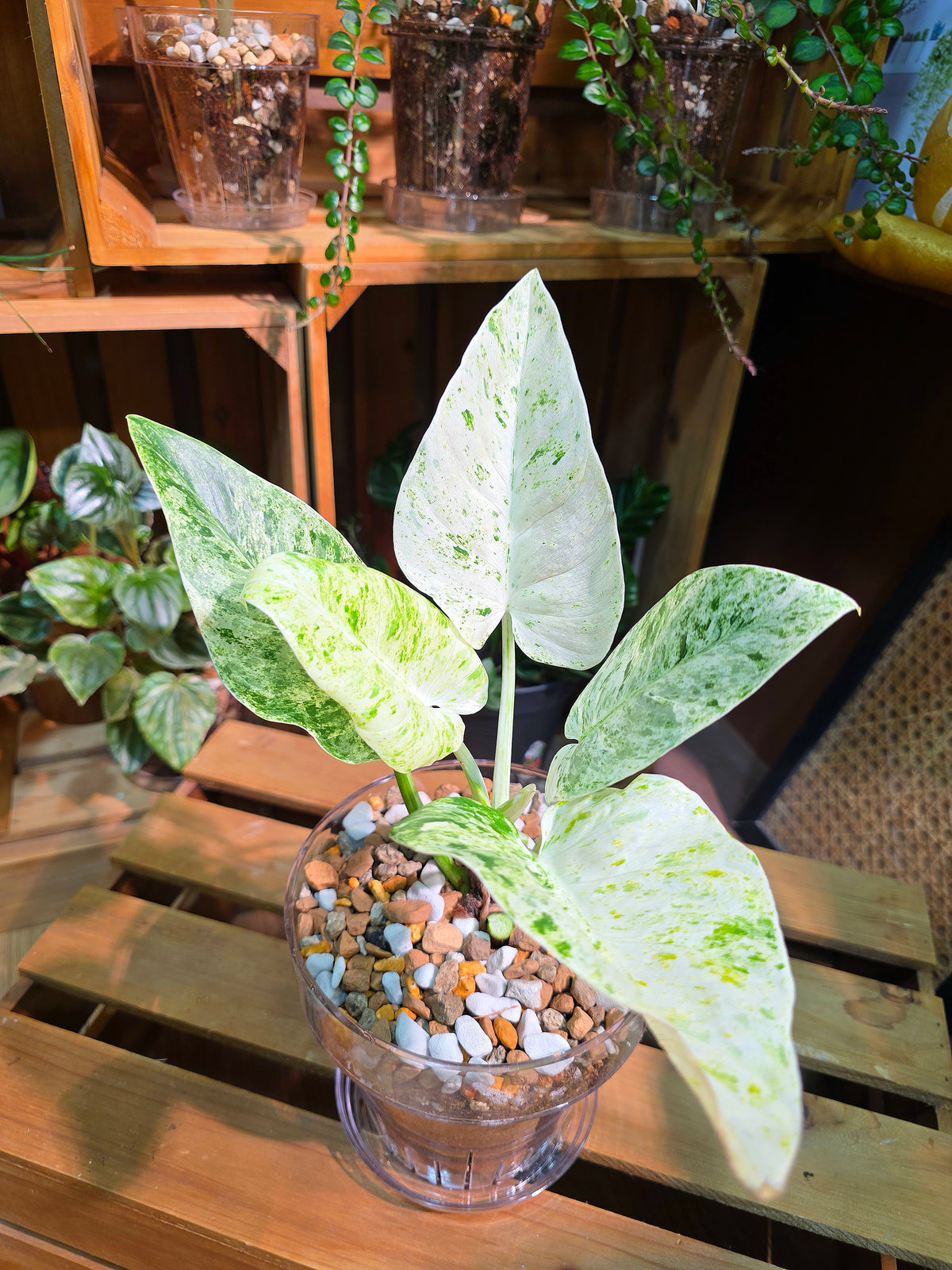 Philodendron fibraecataphyllum Peruvian Philodendron