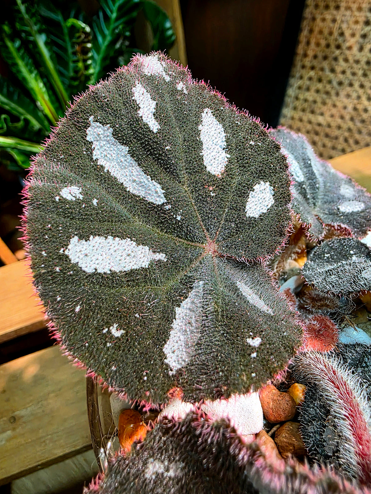 Begonia maculata variegated pink
