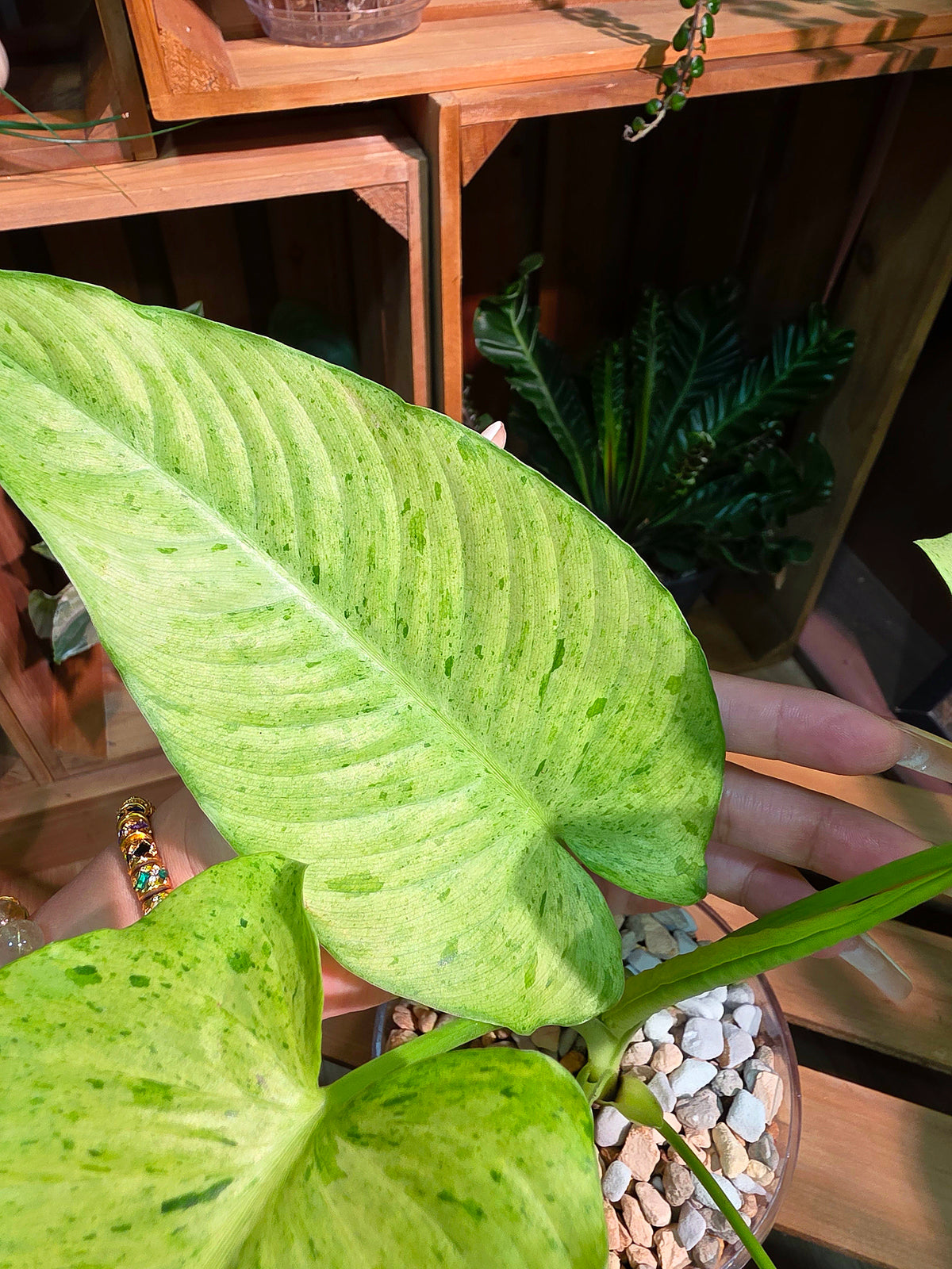 Alocasia frydek variegated