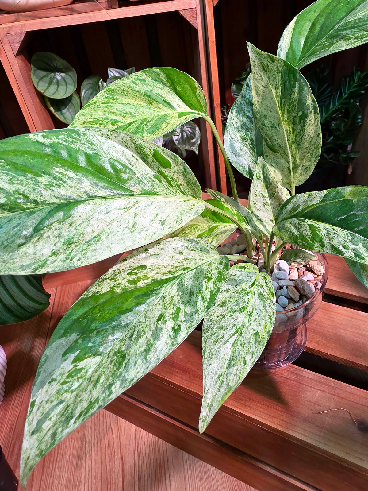 Epipremnum pinnatum variegated mint