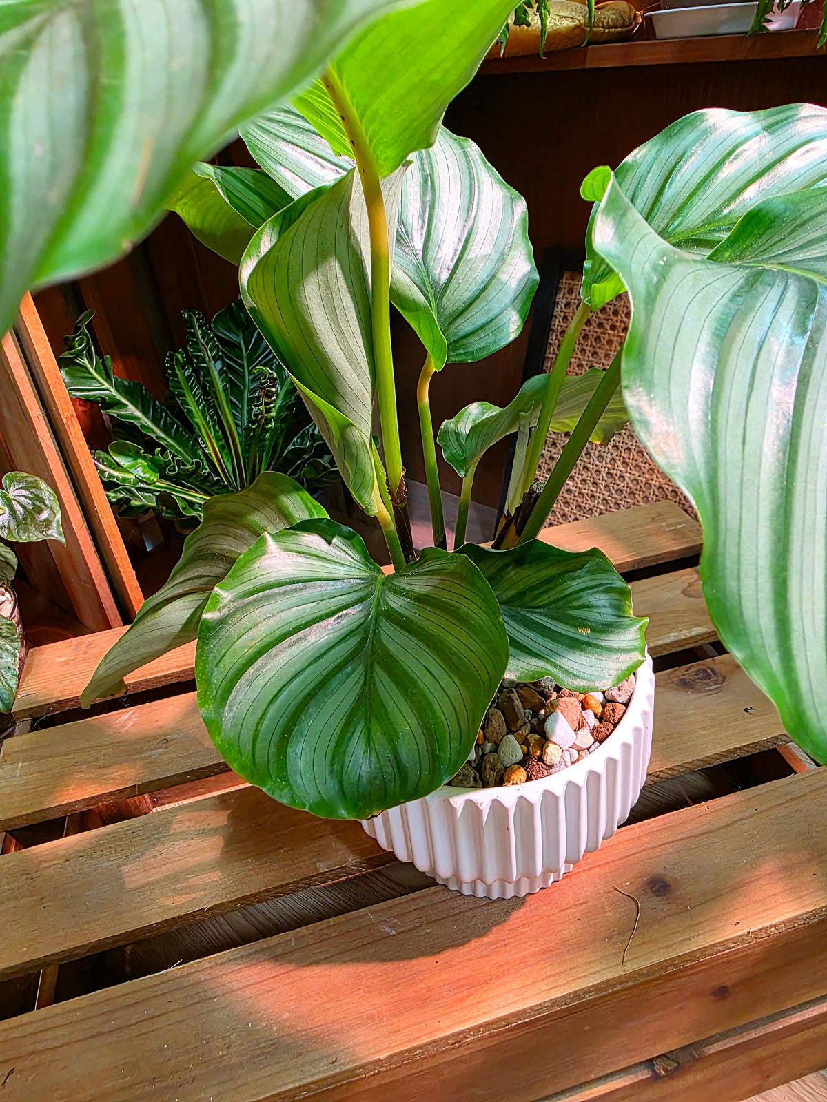 Calathea orbifolia