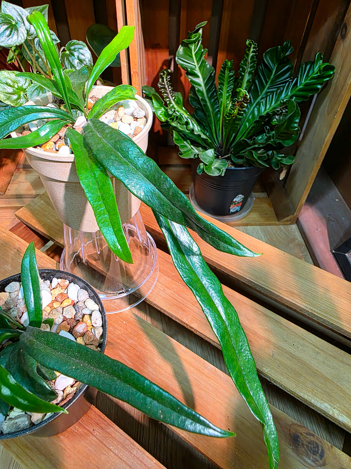 Microsorum thailandicum 藍光蕨