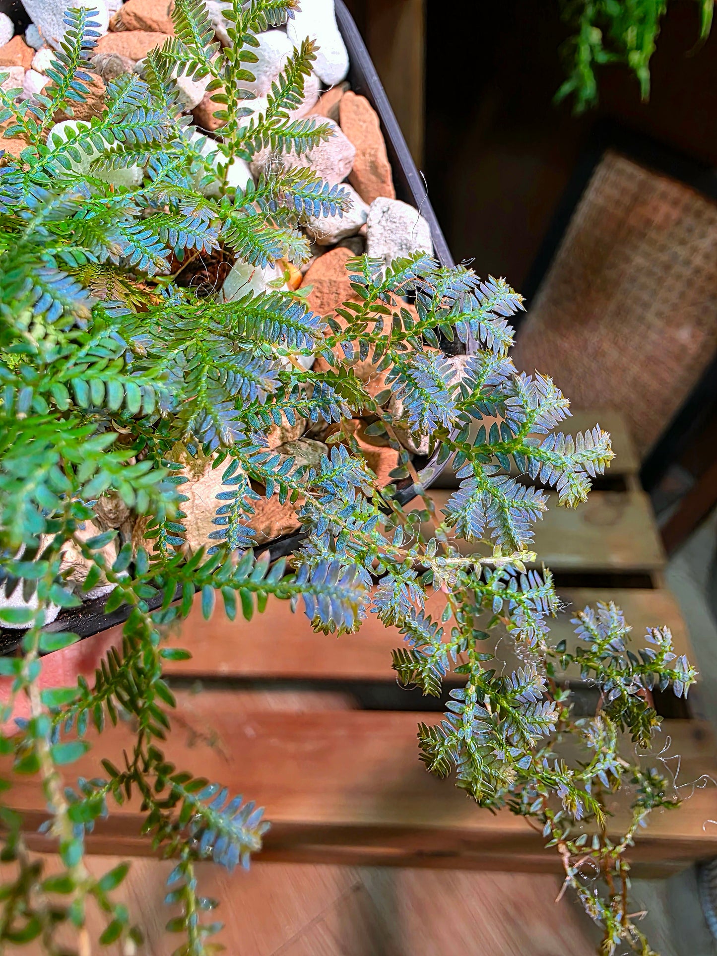 Selaginella Uncinata 變色龍翠雲草