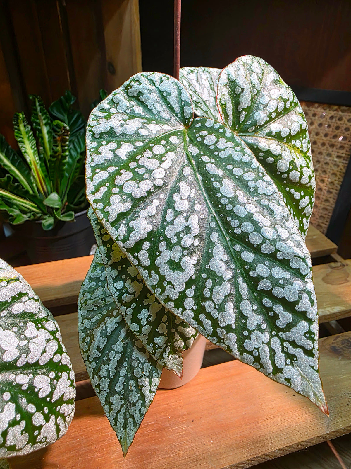 Begonia snow capped Fuji