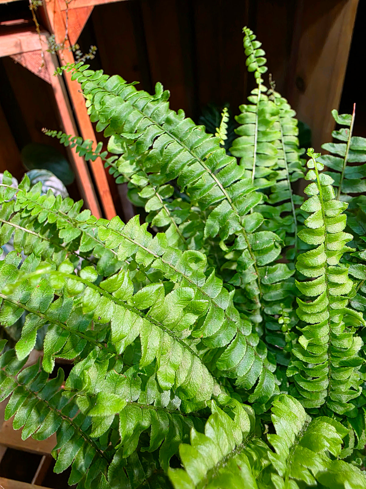 Nephrolepis biserrata