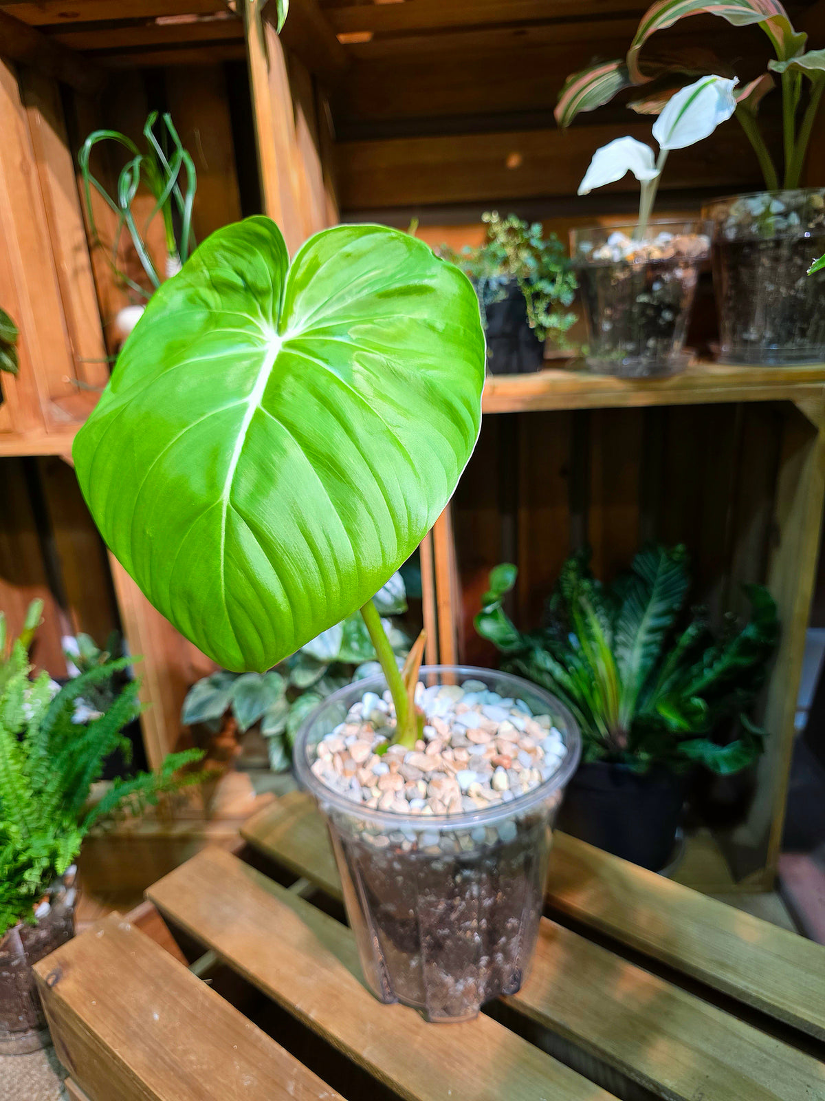 Philodendron mcdowell