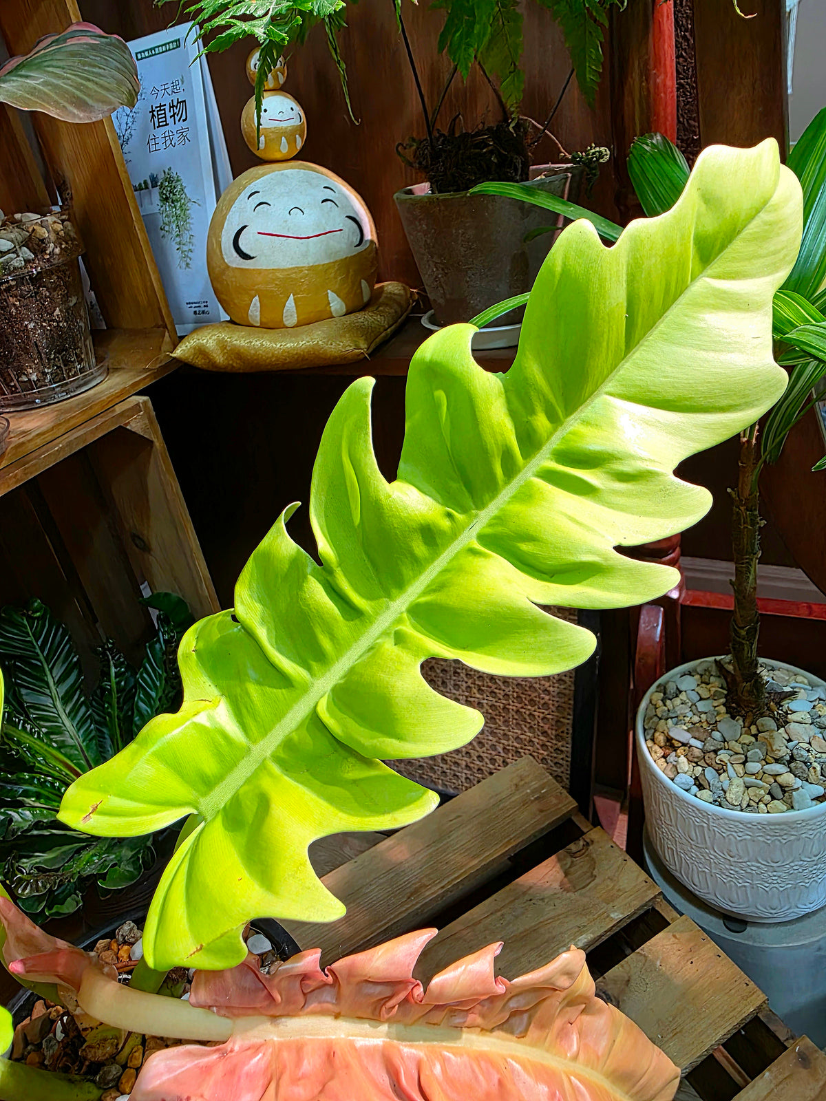 Philodendron Golden Crocodile