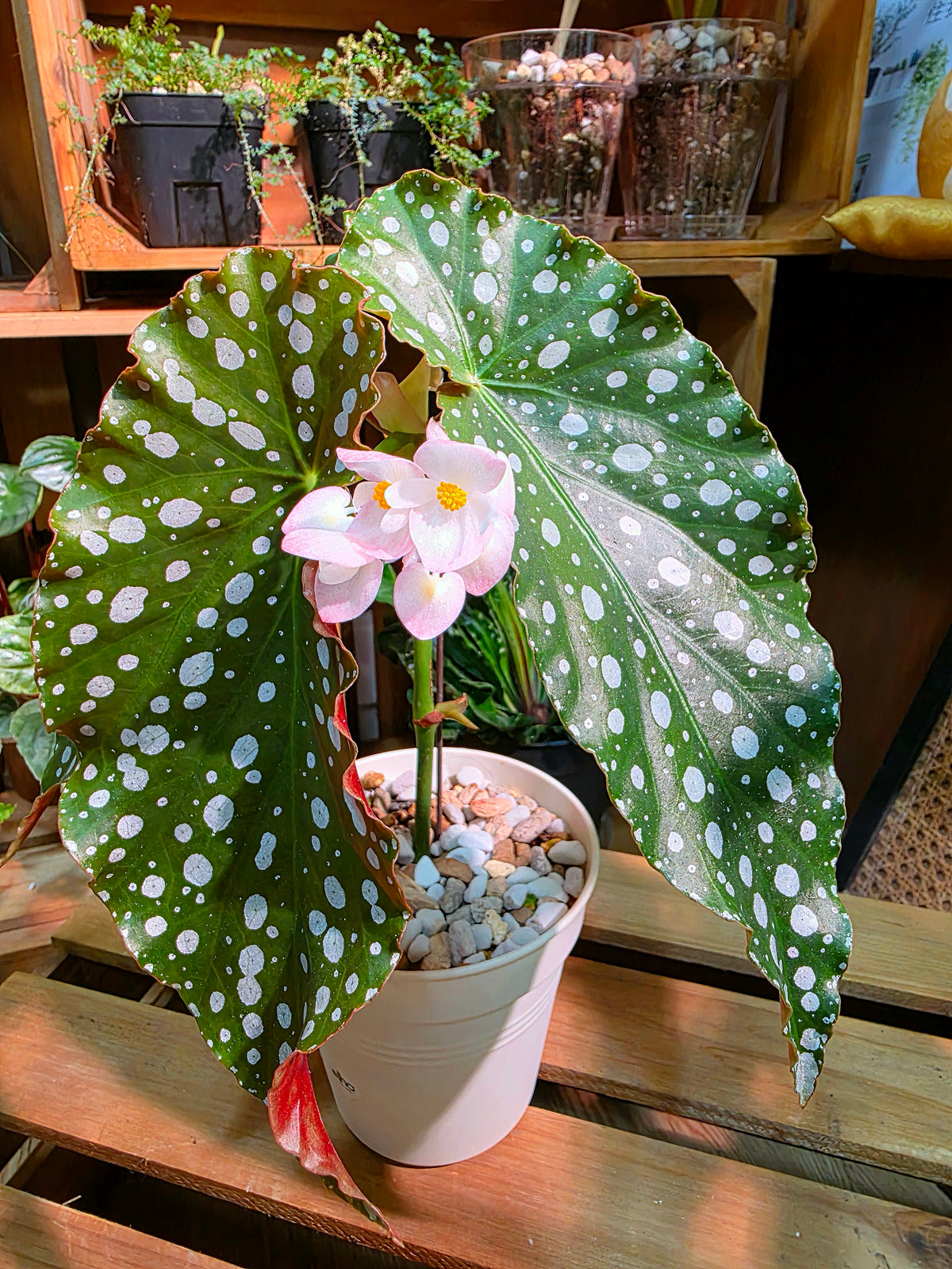 Begonia amelia (Pink Marlins Begonia)