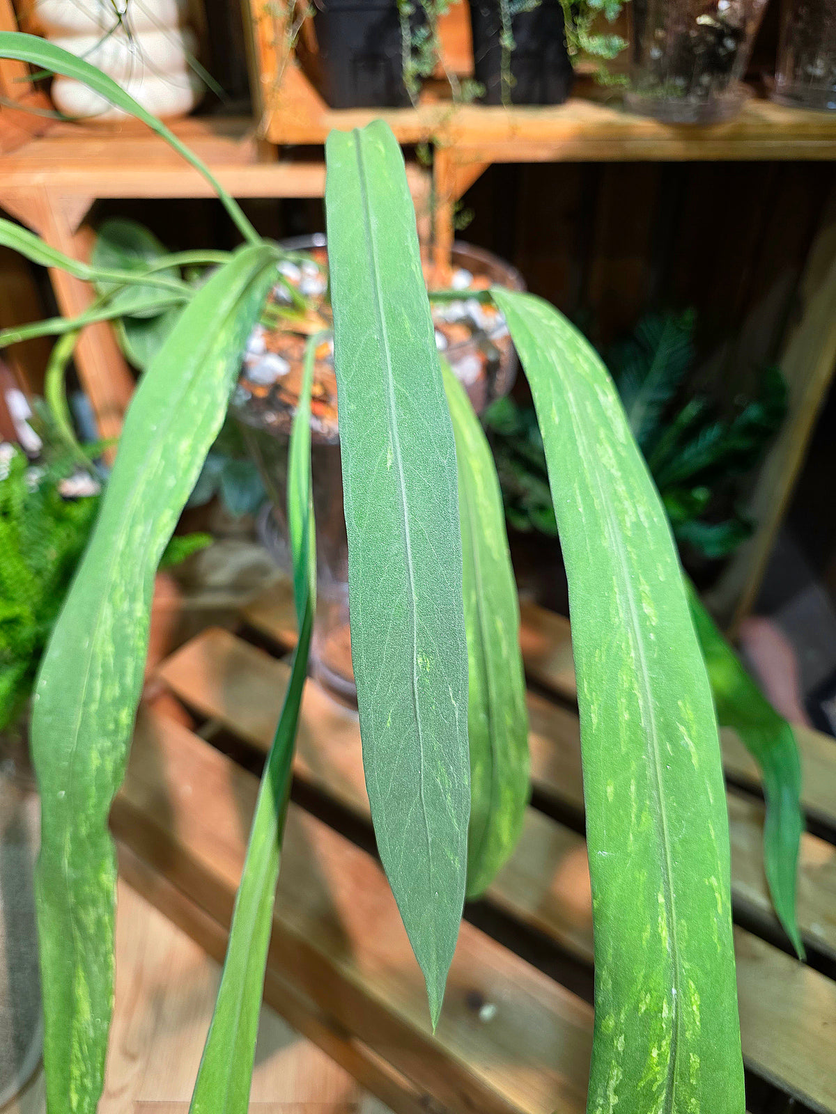 Anthurium vittariifolium 領帶花燭