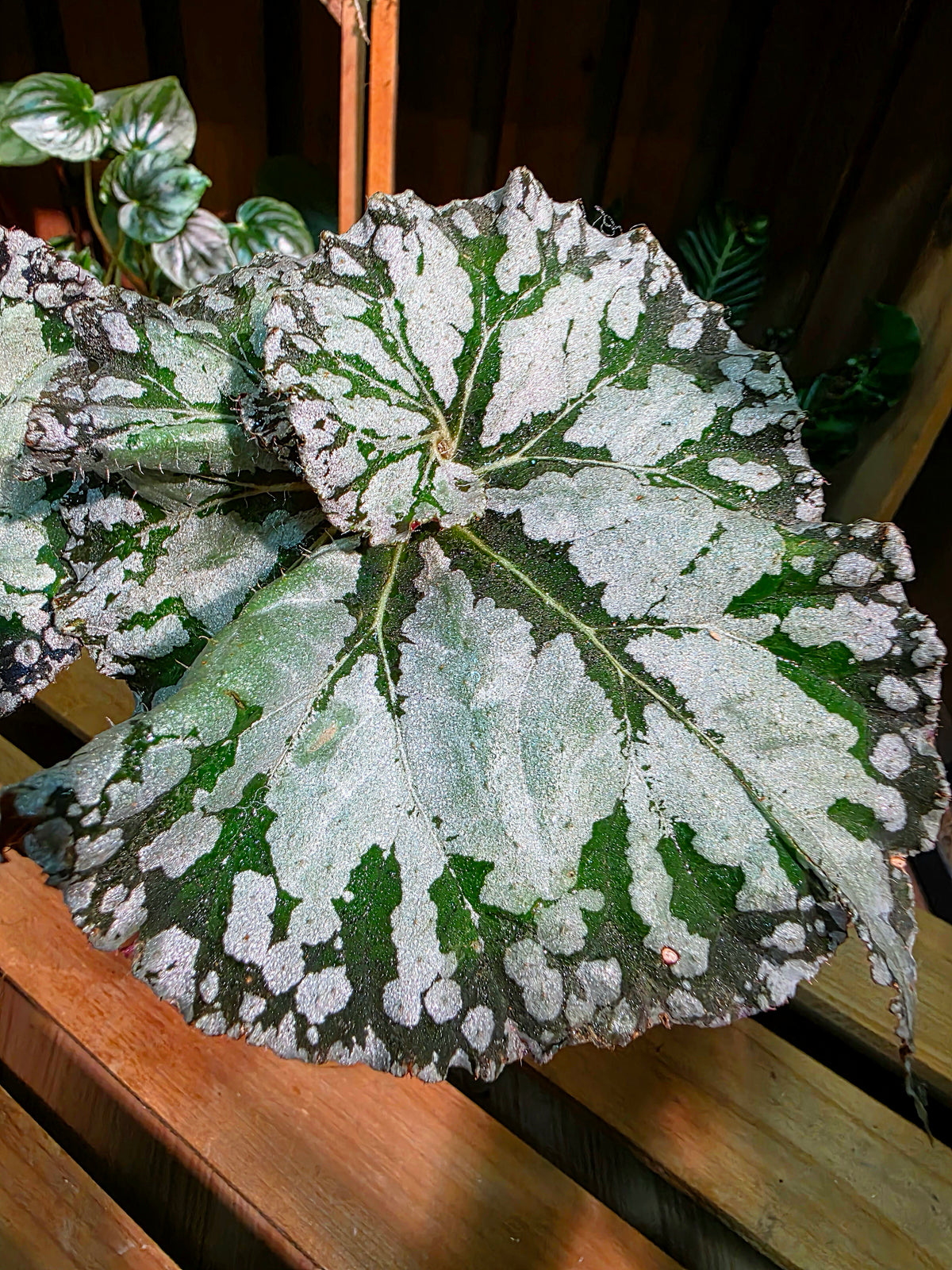 Begonia DS Exiblea