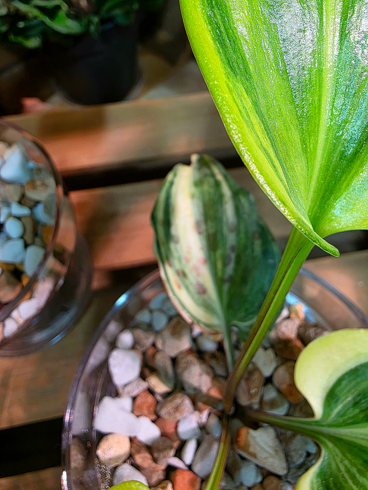 Drimiopsis kirkii variegated
