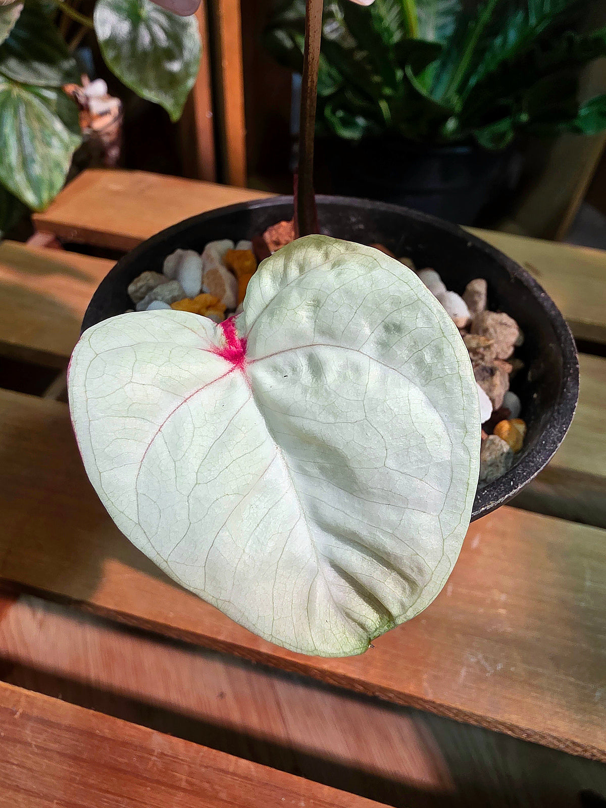 Caladium Thailand 泰國彩葉芋 - 抹茶時間之神