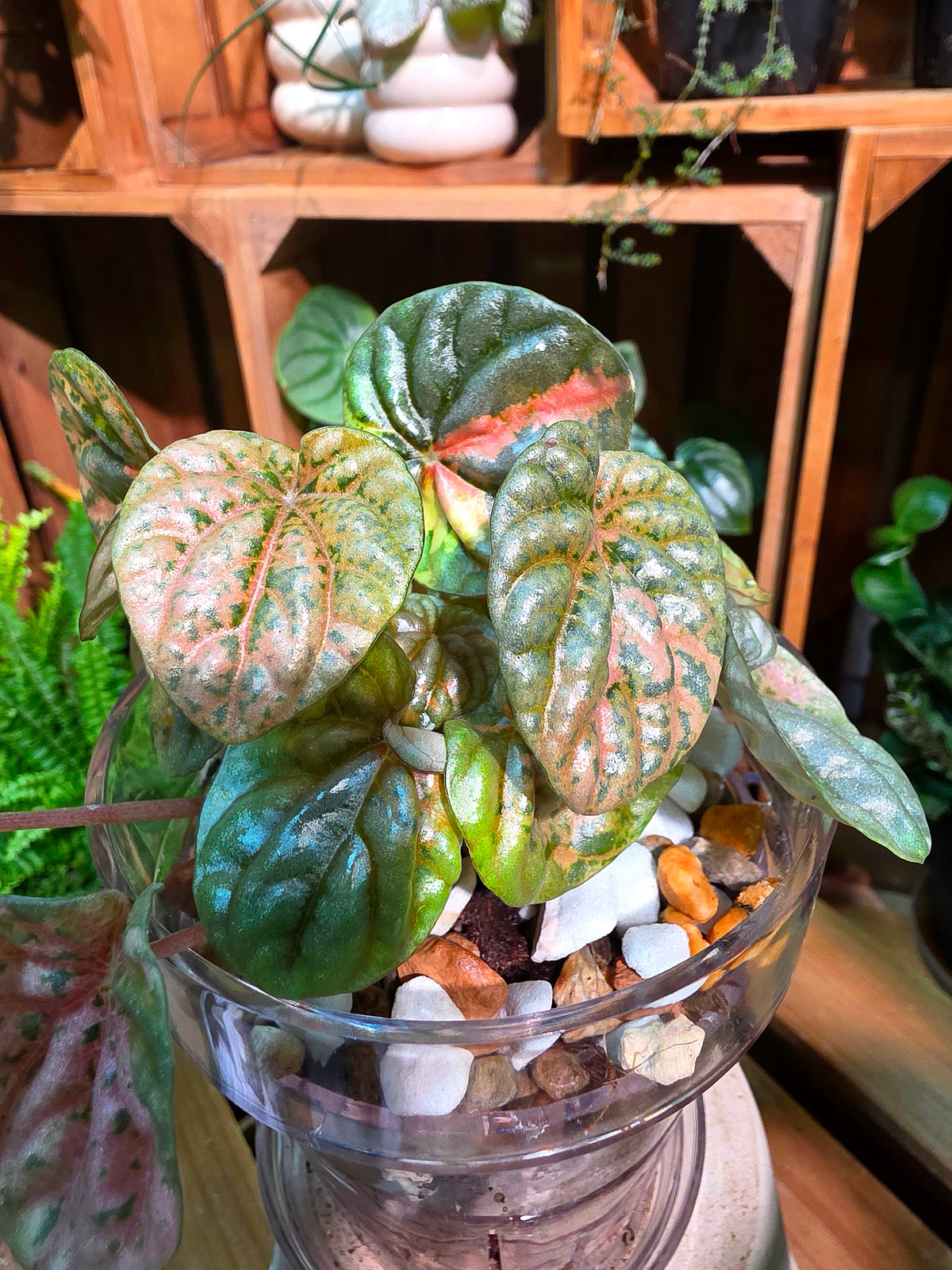 Peperomia caperata pink variegated QQ糖皺葉椒草