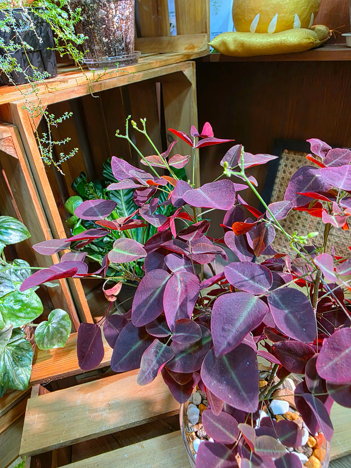 Oxalis Hedysaroides 'Red Leaf'
