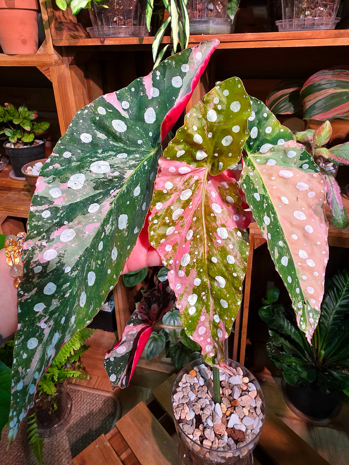 Begonia maculata variegated pink