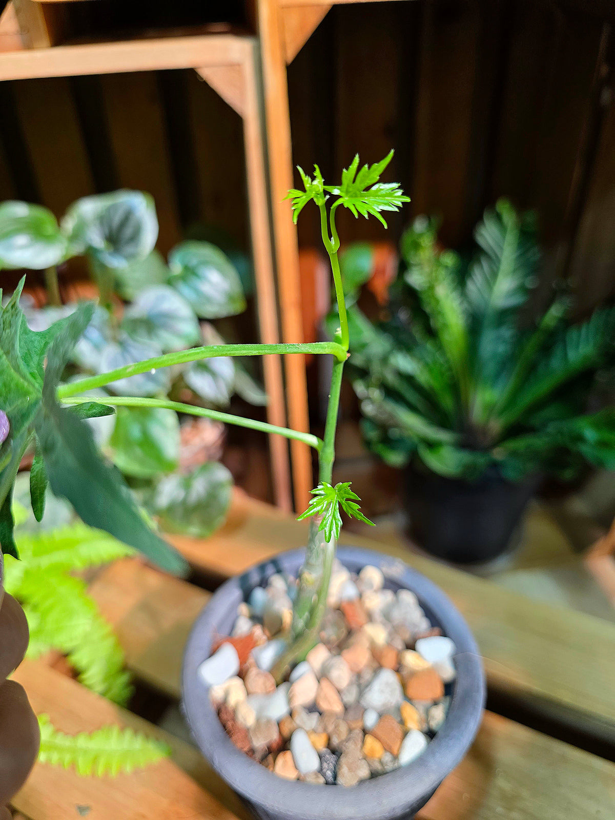 Cissus tuberosa 楓葉苦瓜
