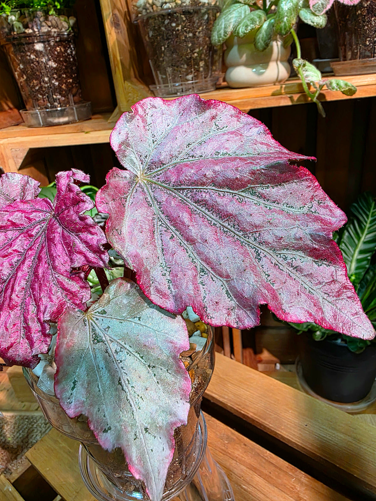 Begonia snow-capped variegated 'Mount Fuji'