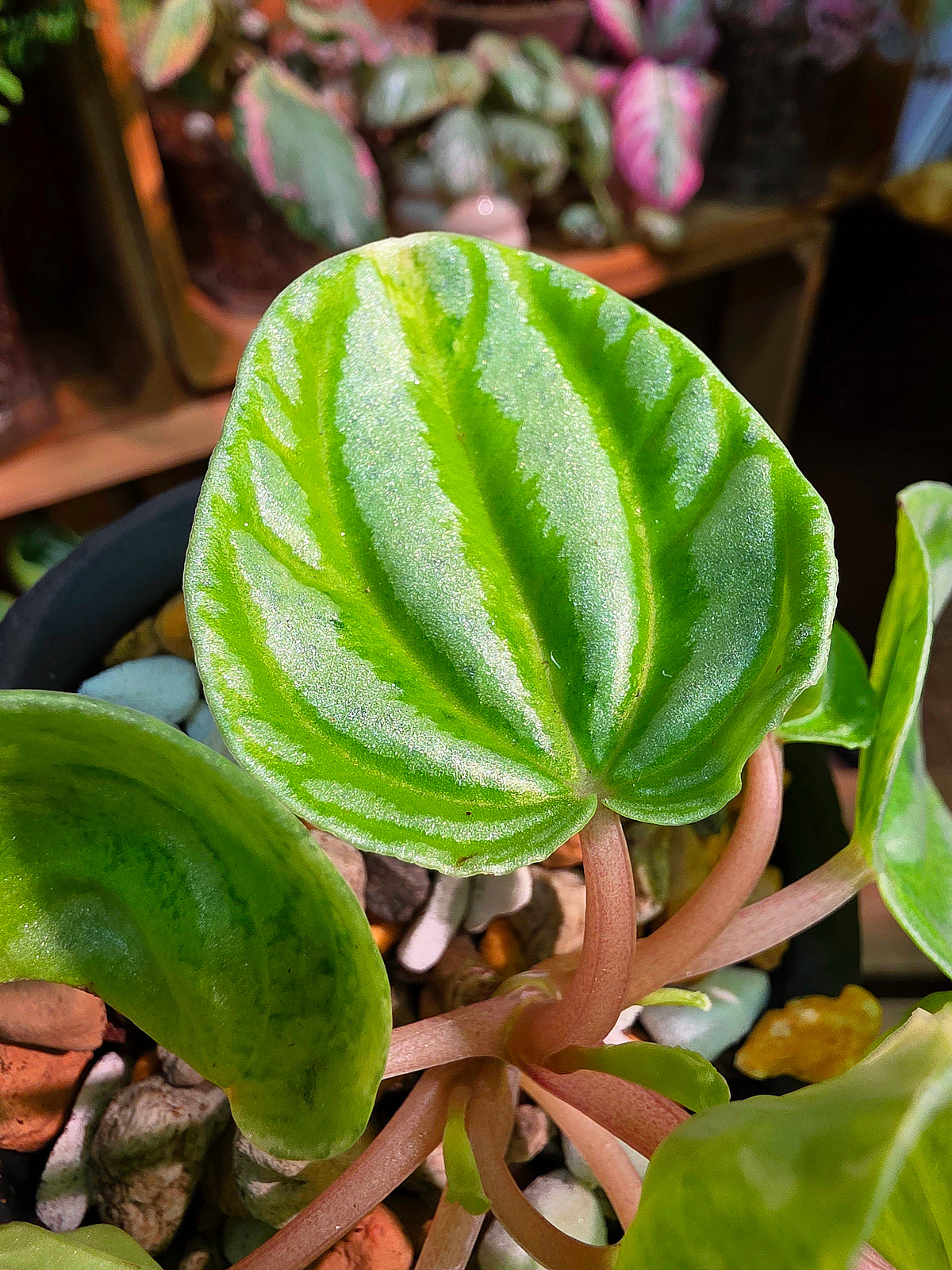 Peperomia sp 螢光西瓜皮椒草