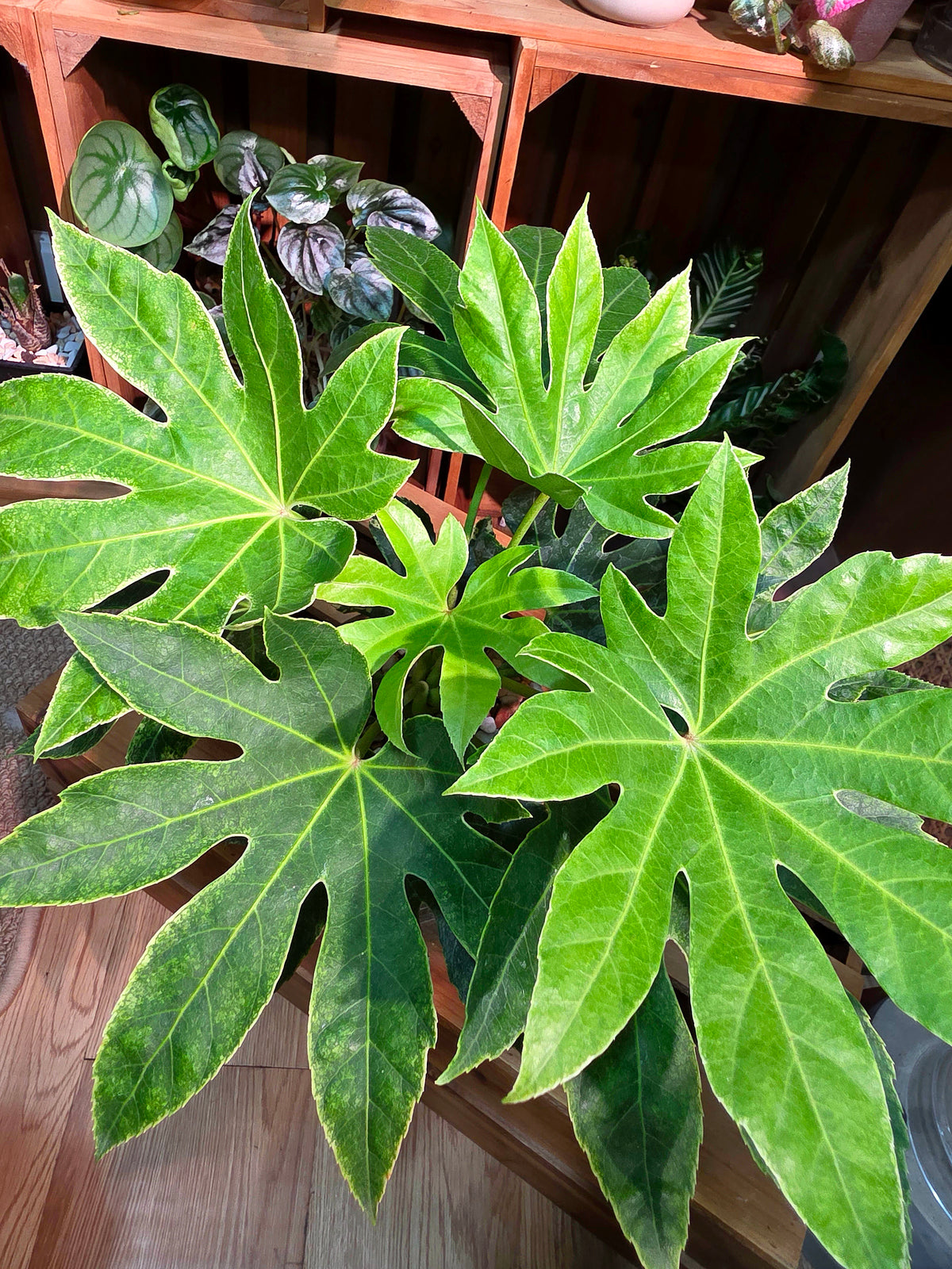 Fatsia Japonica Spiders Web 日本八角金盤