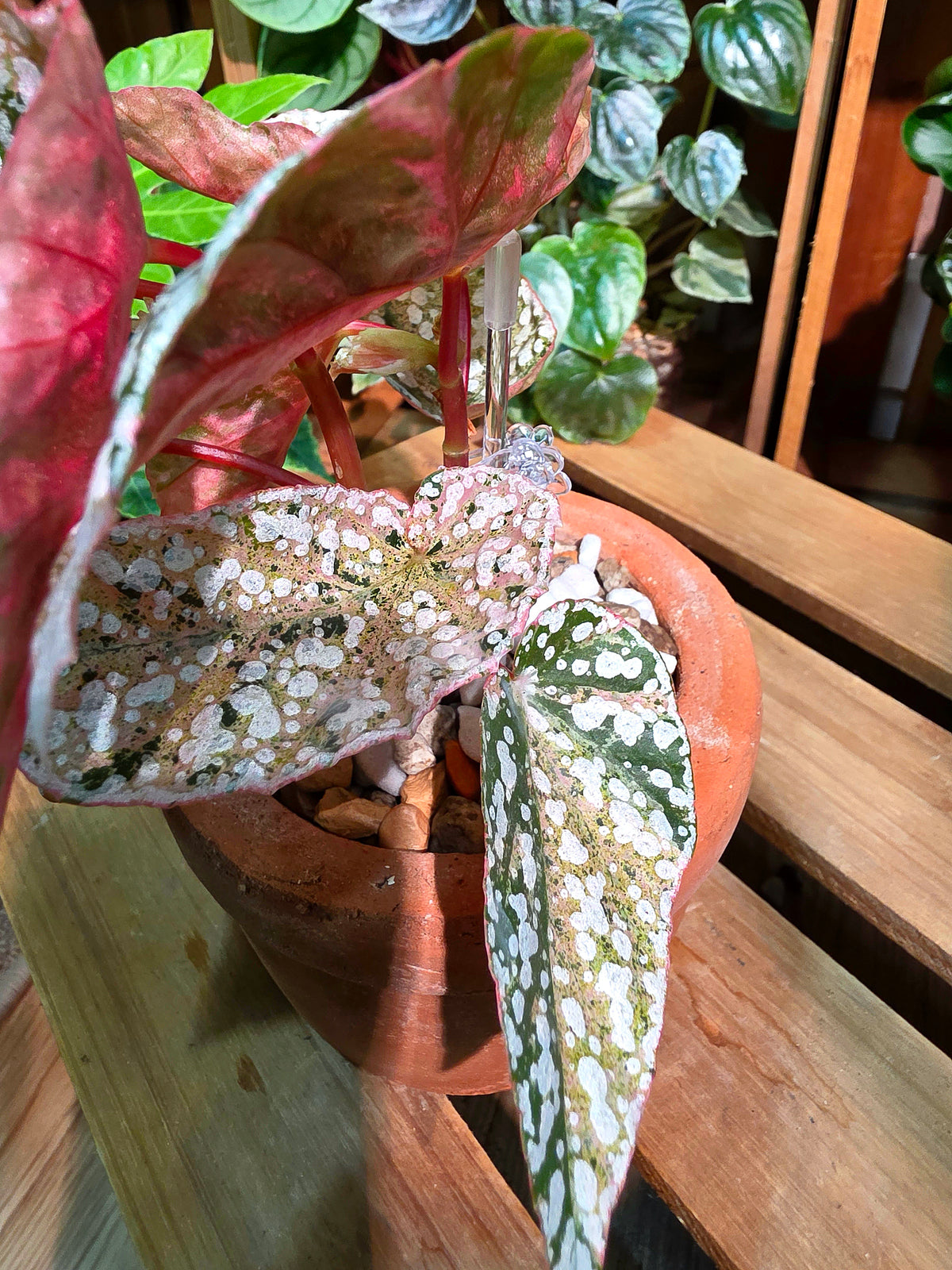 Begonia snow-capped variegated Fuji