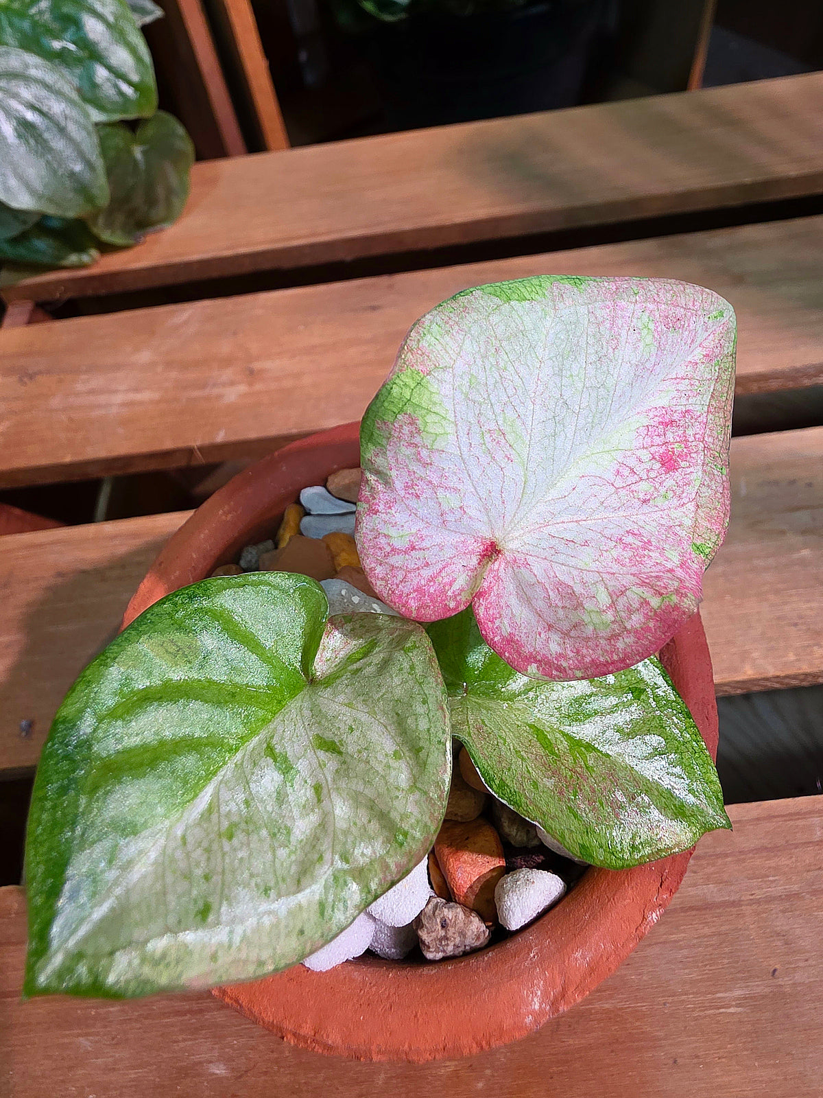 Caladium Thailand 泰國彩葉芋