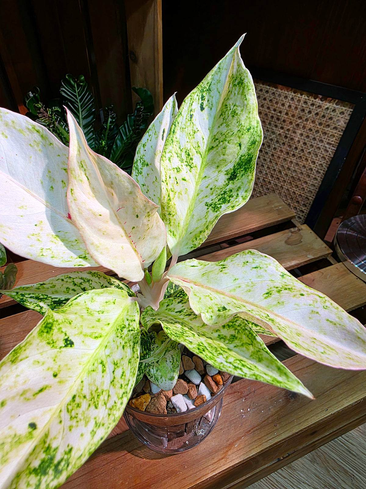 Aglaonema Pictum Tricolor