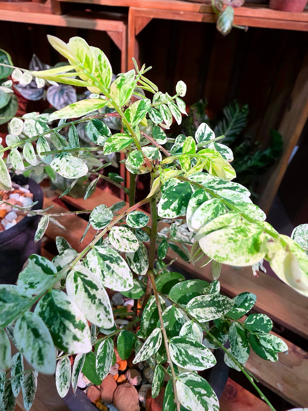 Phyllanthus urinaria variegated 白斑葉下珠