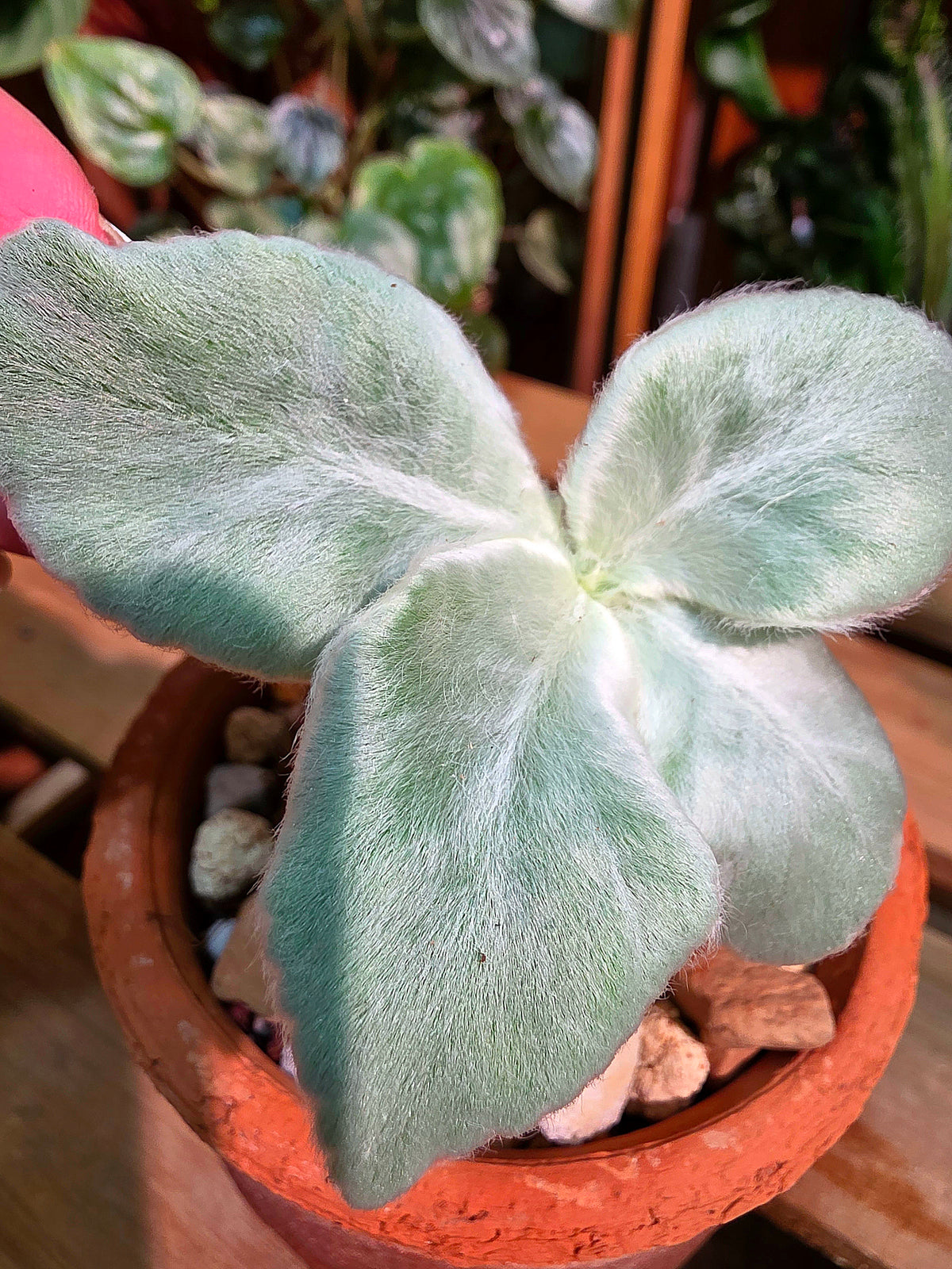 Sinningla leucotricha 斷崖女王
