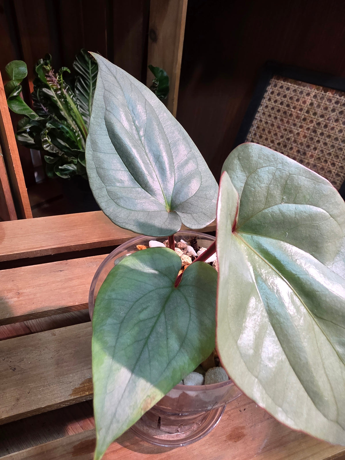 Anthurium silver peru 秘魯銀花燭