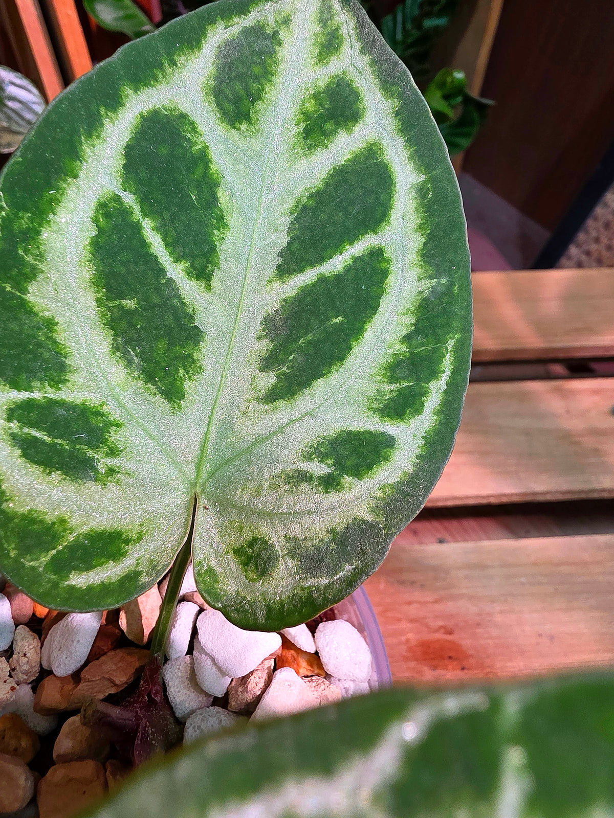 Anthurium crystallinum x dorayaki 水晶雜銅鑼燒花燭
