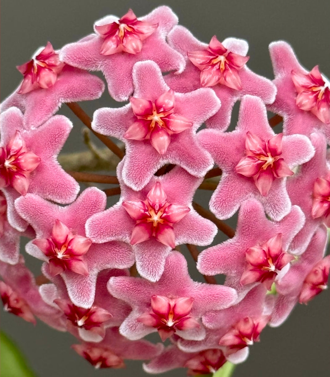 Hoya Carnosa freckles splash 高斑雀斑球蘭