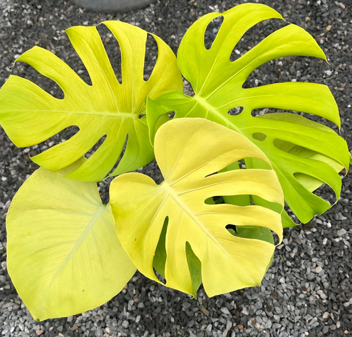 Monstera deliciosa Lime LY 三黃龜背竹