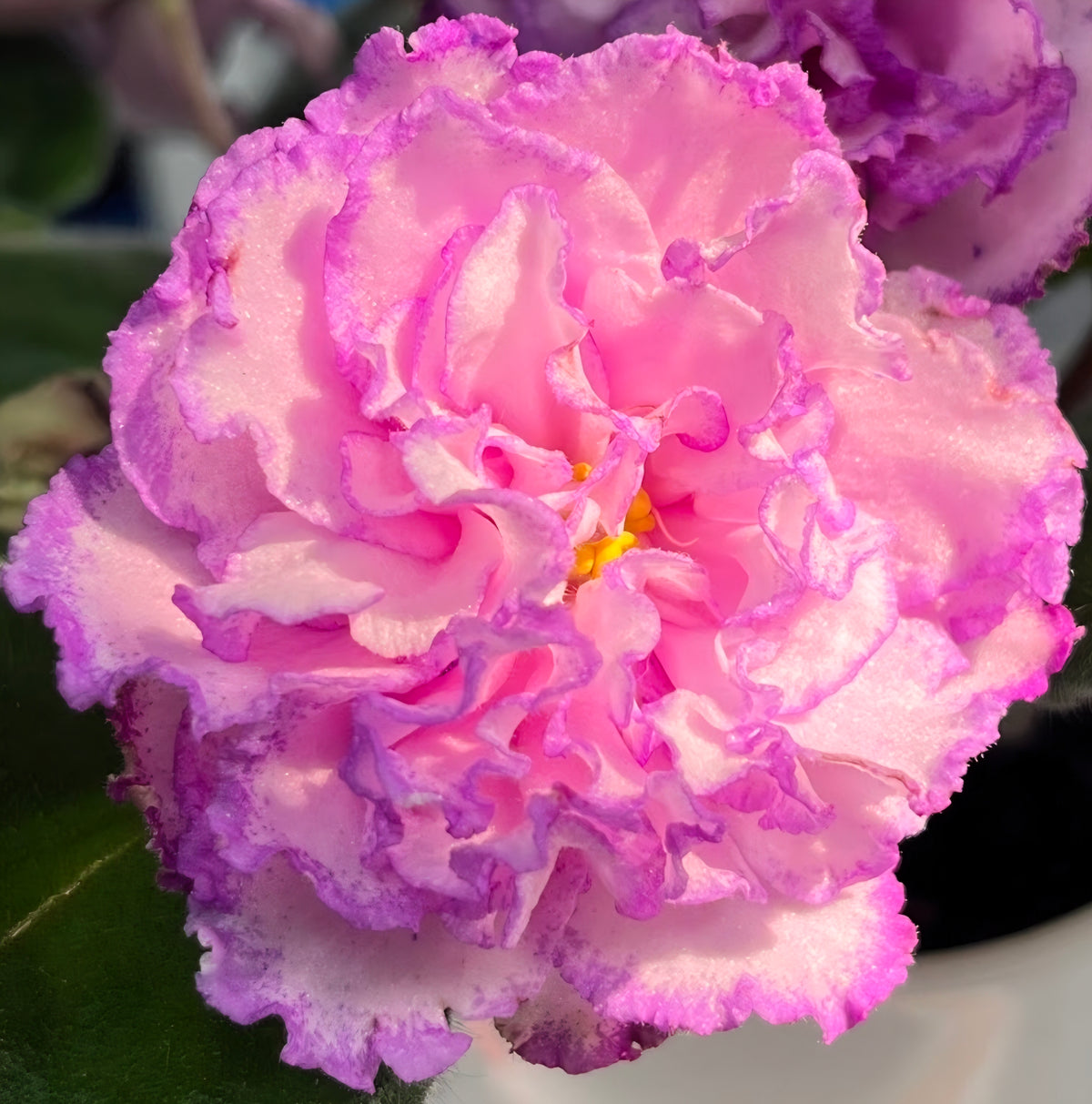 Streptocarpus ionqnthus 非洲紫羅蘭 - 信仰