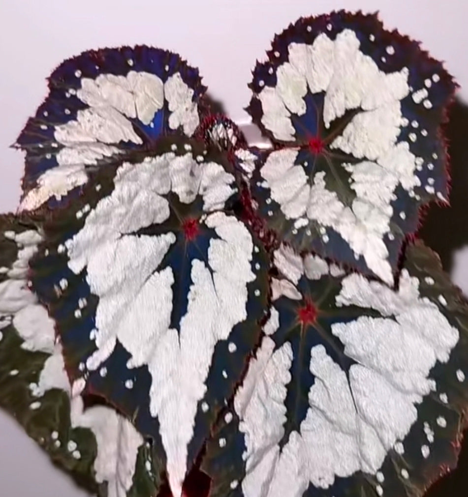 Begonia sp 奧黛麗珍珠秋海棠