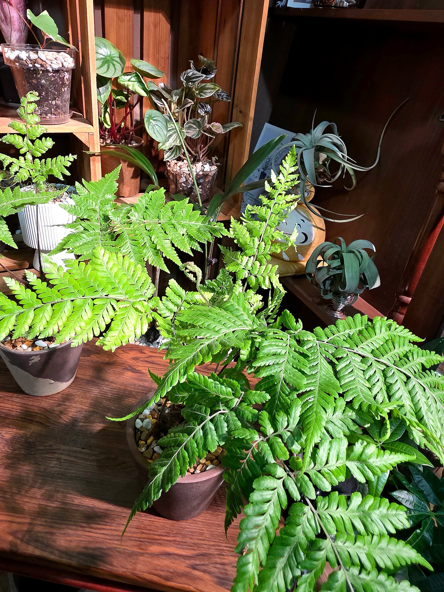 Ctenitis subglandulosa 金毛狗蕨