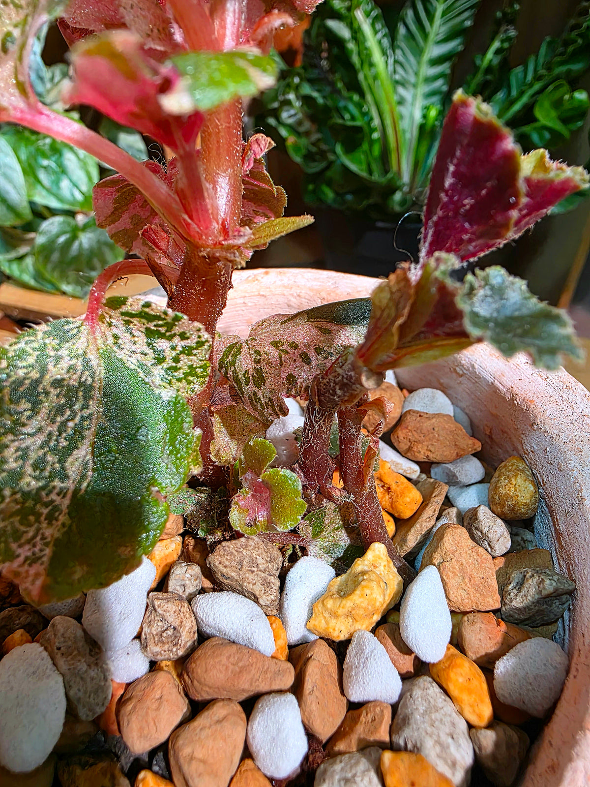 Begonia sp 粉斑貝殼秋海棠