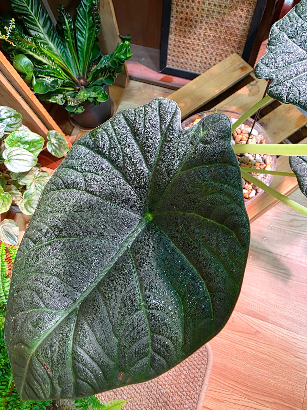 Alocasia maharani 灰龍海芋
