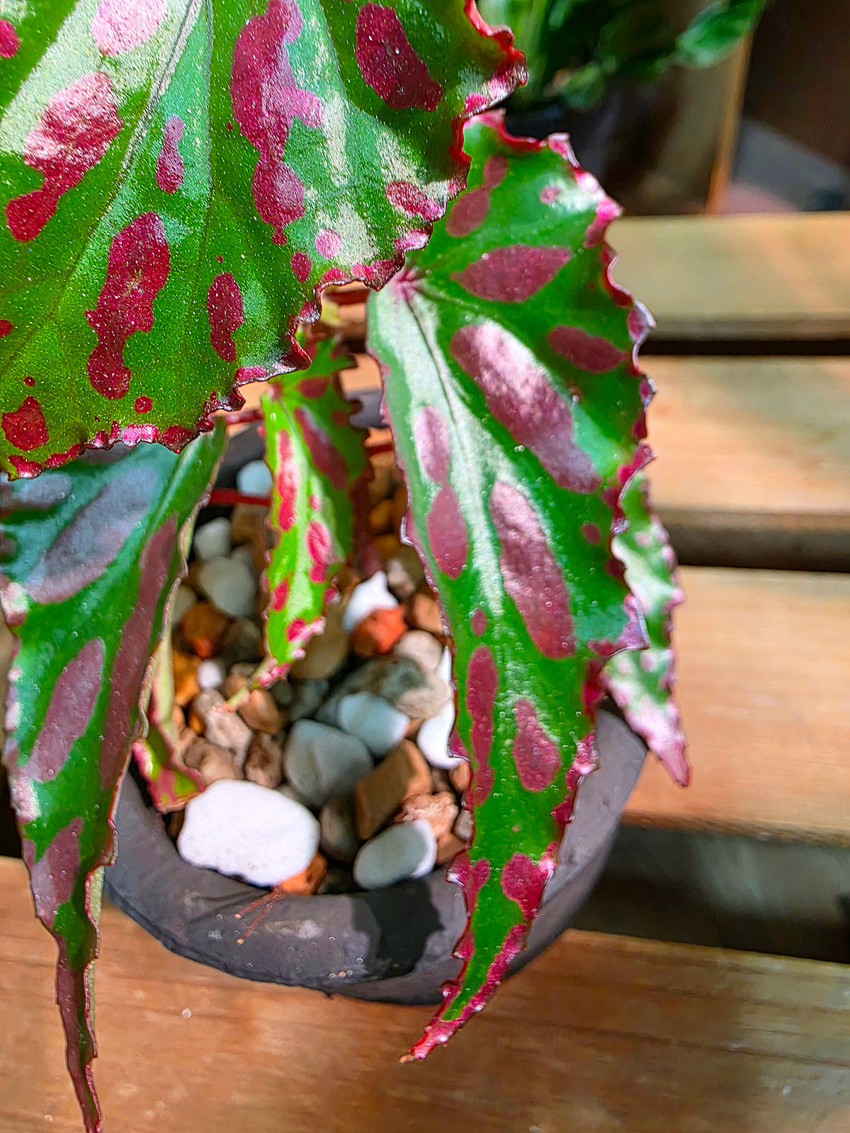 Begonia maculata variegated pink