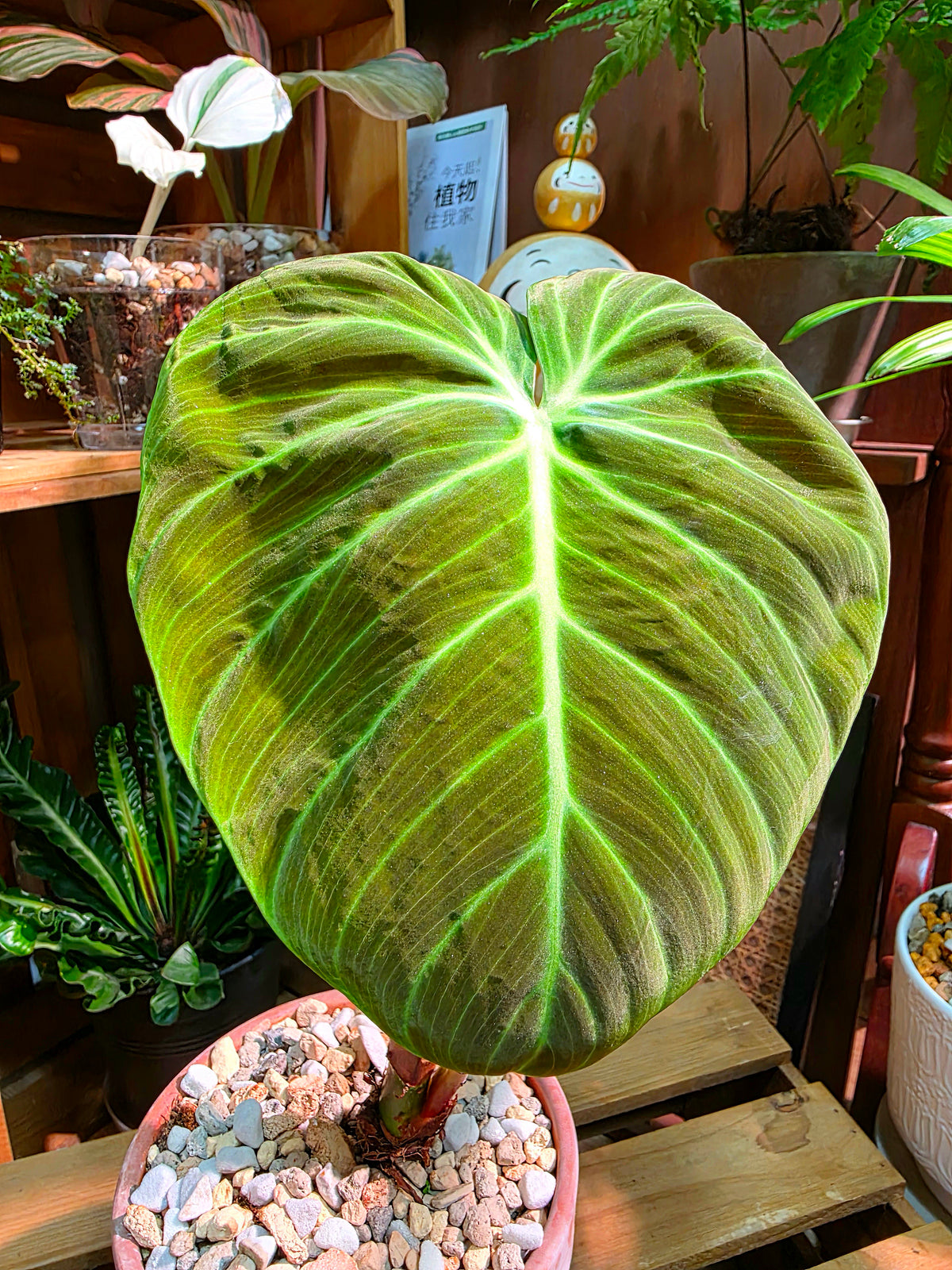 Philodendron el choco red 巧克力紅蔓綠絨