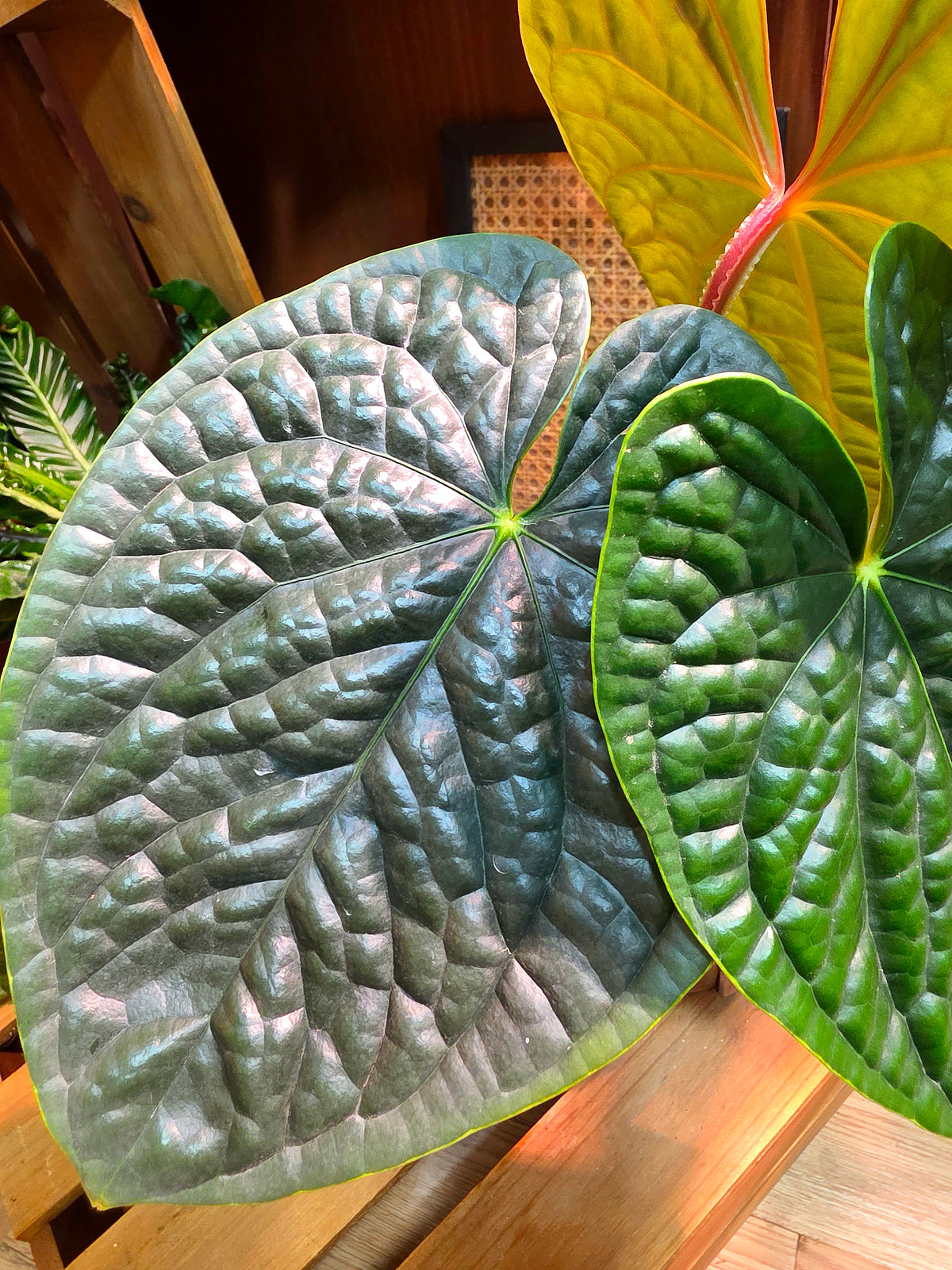 Anthurium luxurians platinum