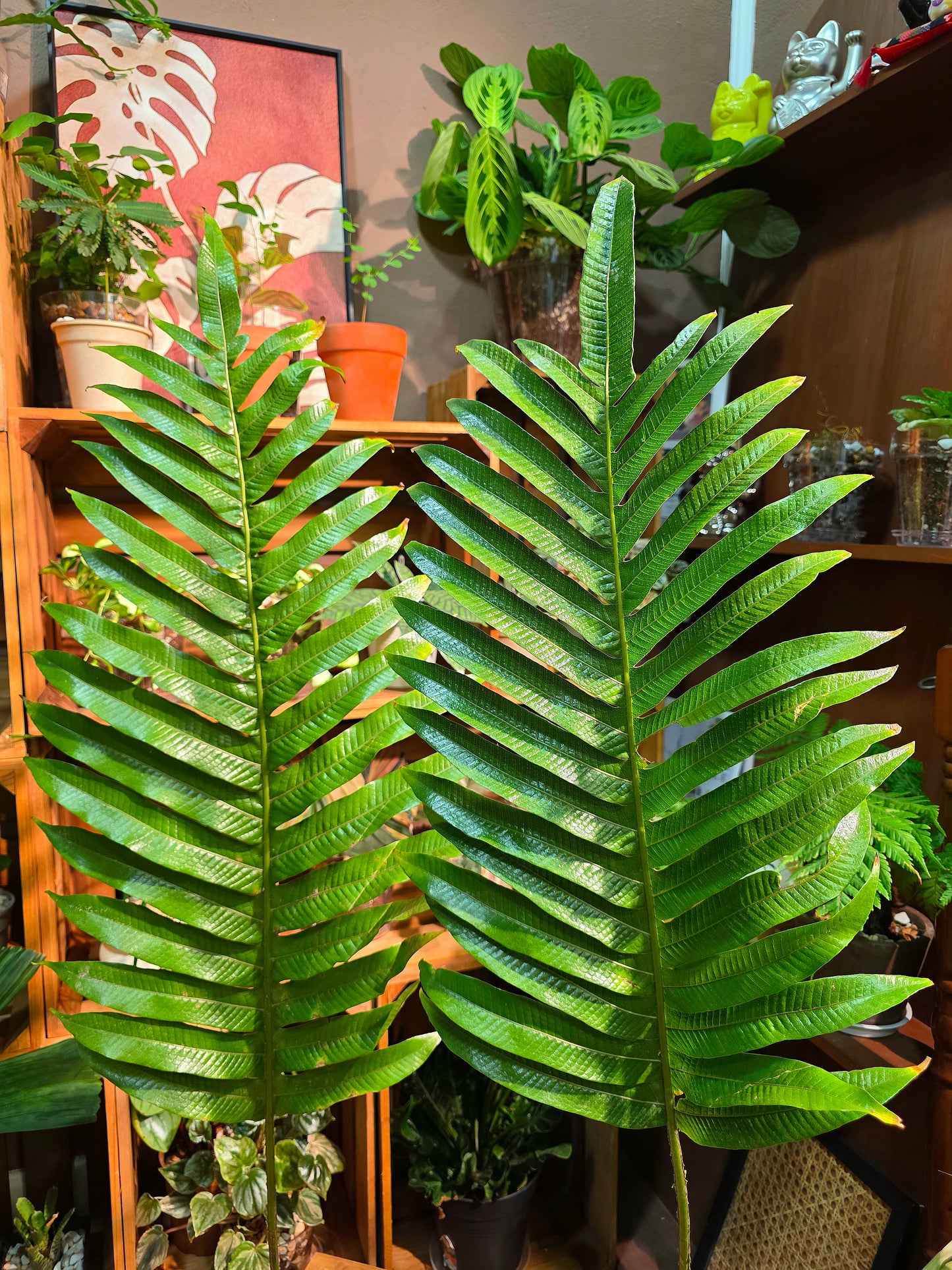 Aglaomorpha coronans