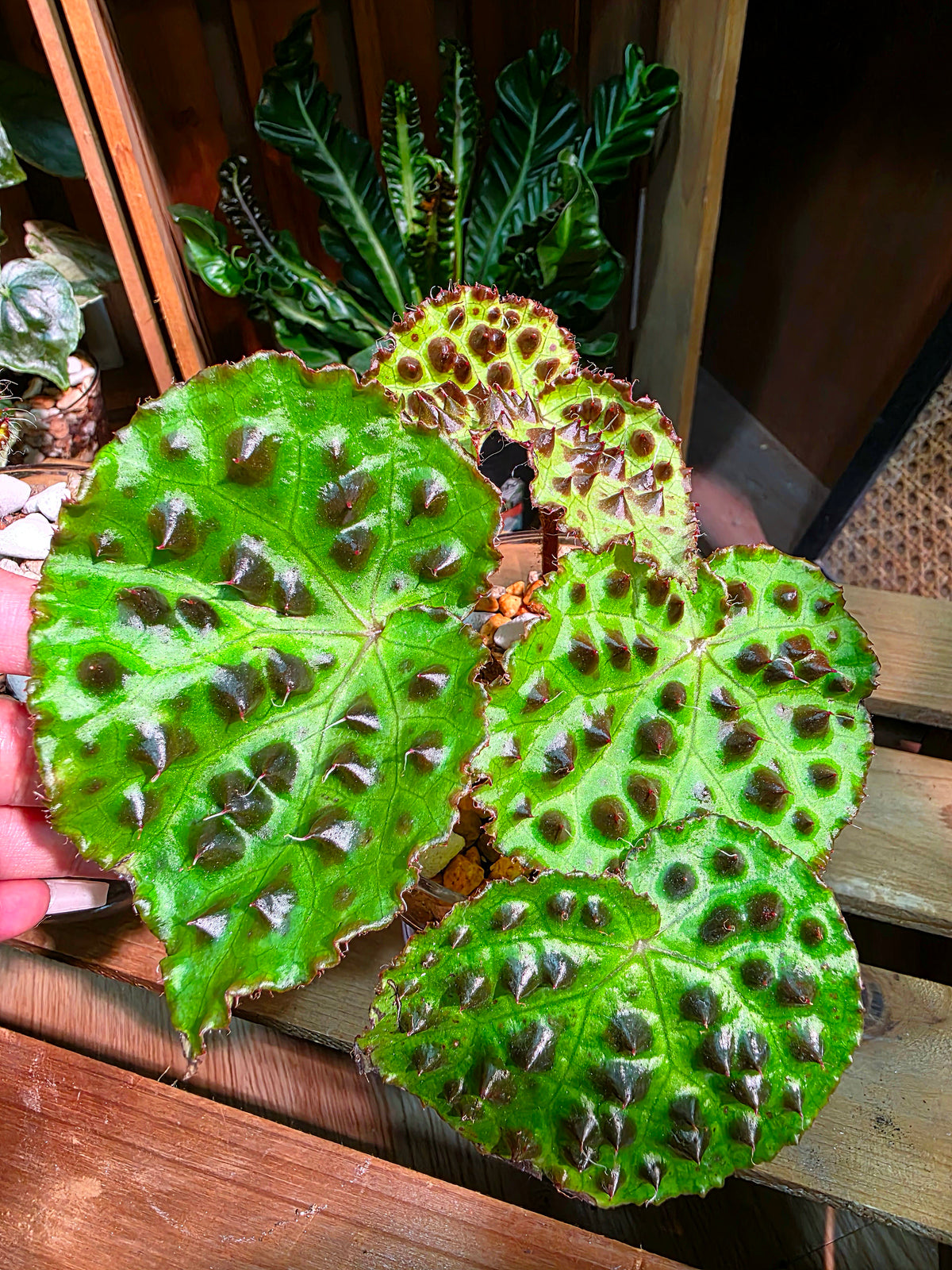 Begonia maculata variegated pink