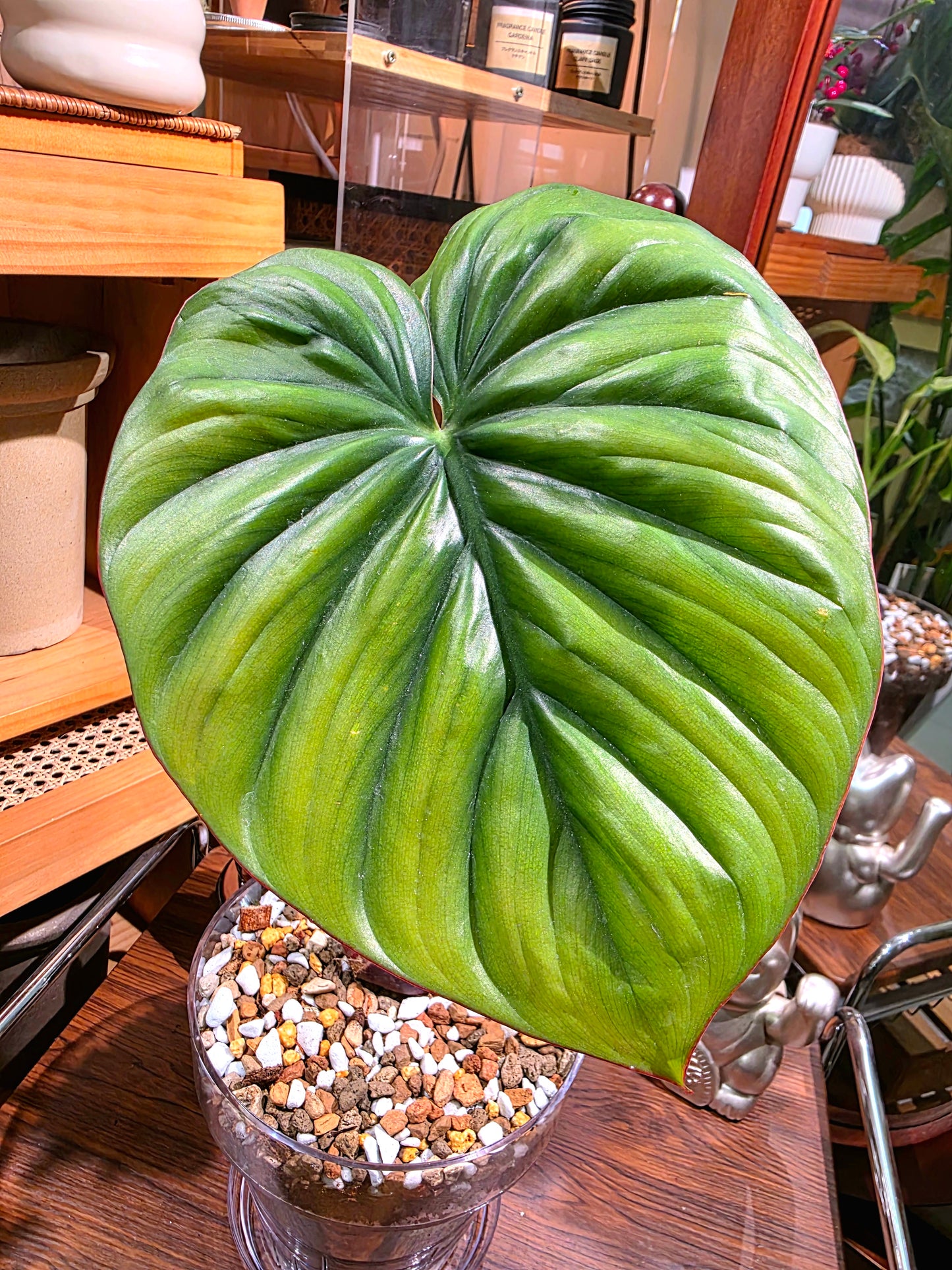 Philodendron sp Colombia 哥倫比亞蔓綠絨