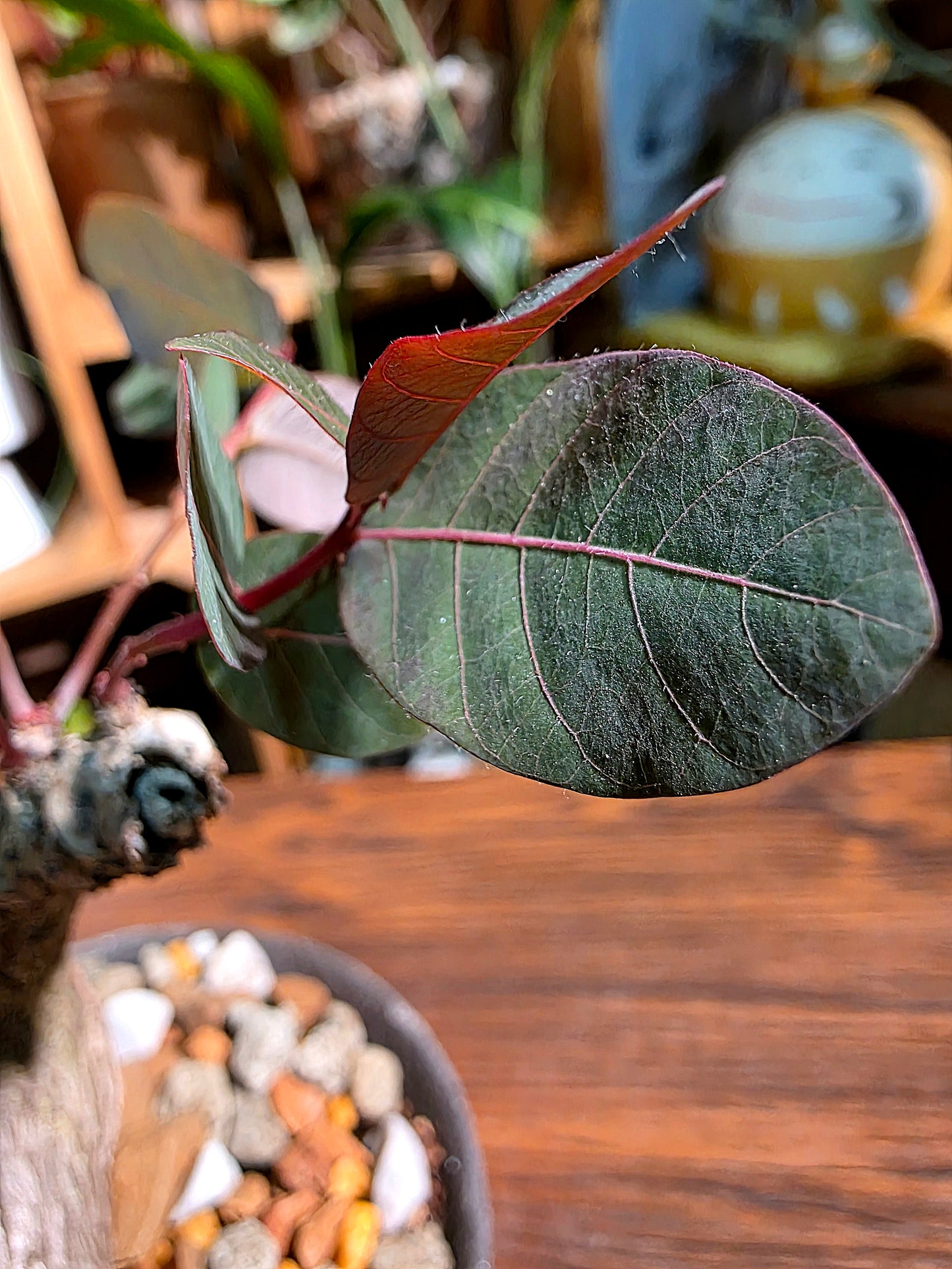 Phyllanthus mirabilis 奇異油柑