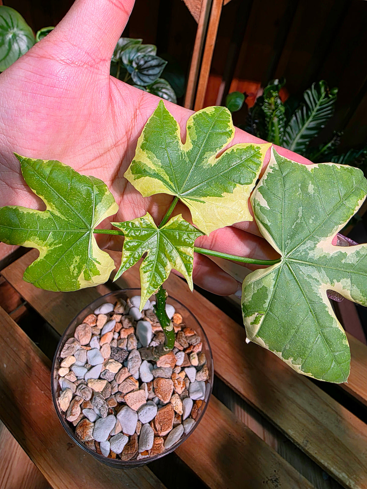 Cnidoscolus aconitifolius var 樹菠菜錦