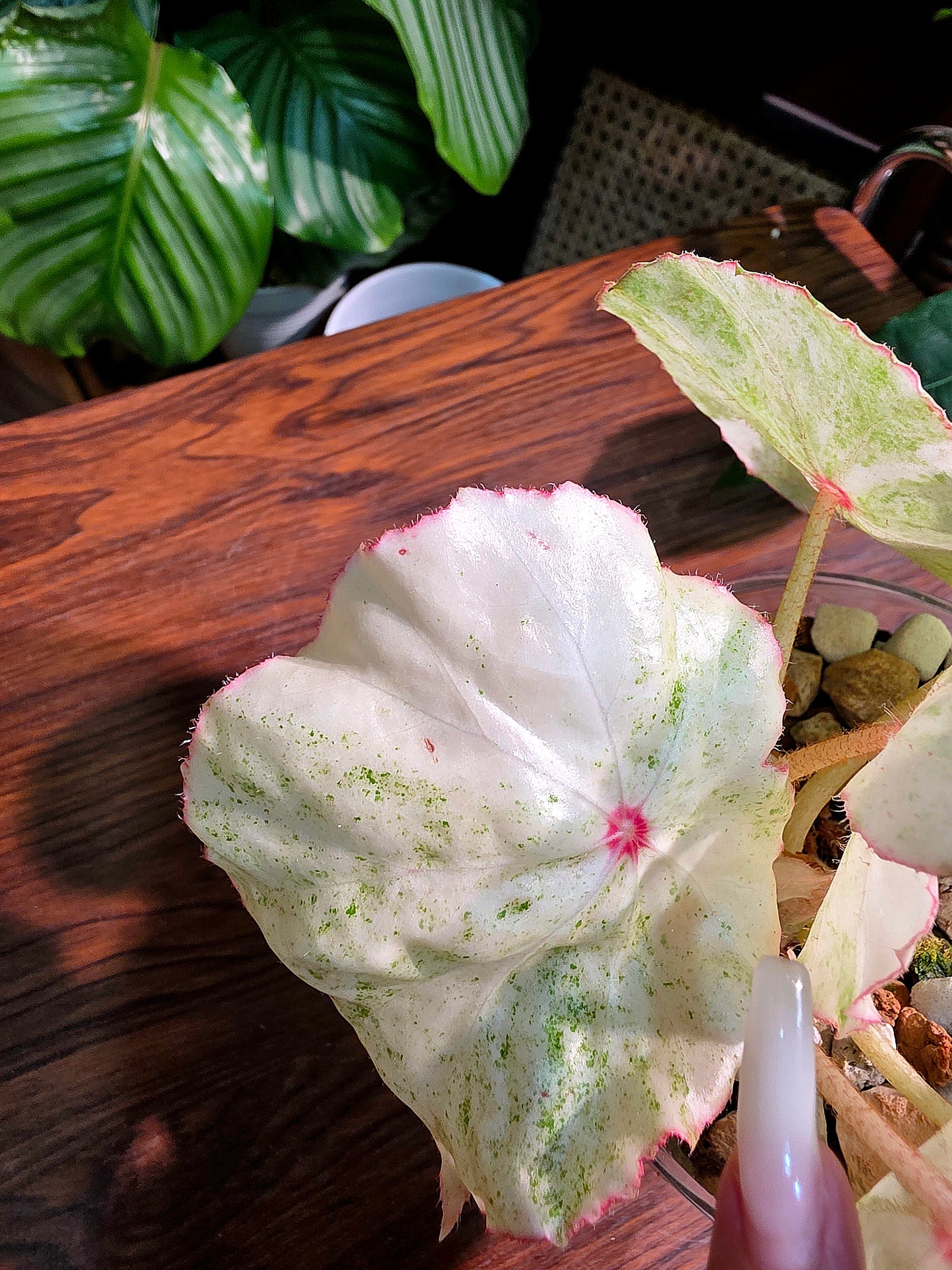 Begonia rouge variegated 胭脂錦秋海棠