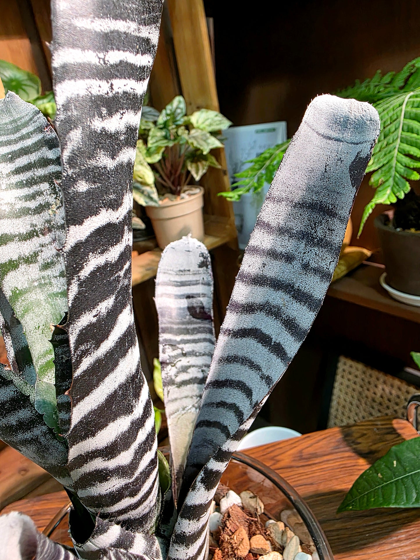 Aechmea chantinii black ice 黑斑馬積水鳳梨