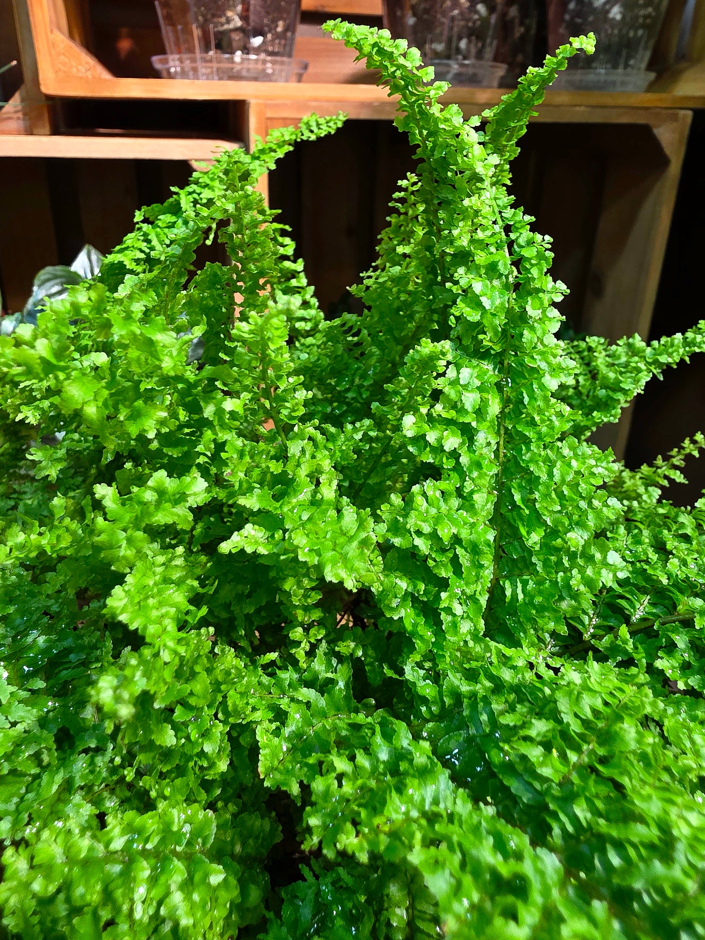 Nephrolepis exaltata cotton candy 棉花糖蕨